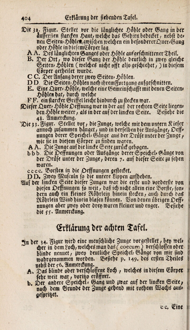 Die 32. $igur. ©feilet bor Die i<kglid)te Jr)5hle ober @ang in ber äujfenien jlarden #auf, roelcjje Da6 ©ebirnbebccFef / nebfl De* neu ©eifemJpohlefMmifcben melden ein befonberer£)uer*0an<j ober £ohle in biefem@orper lag Ä A. DeS länglichen 0ange£ ober j£>dhle aufqefcbntf tener ^|eil. B* Der £)rt, mo biefer 0ang ber ibdblc Deutlich in jmet) gleiche ©eiten* Jjbdhlen (melcbetf nicht offt aljo gediehet, )inbiefem (Sorper getheilet mürbe. C C* Der Anfang Derer jmep ©eiten* Noblen. D D. Die ©eitemjfbdbicn nach ihremgortgang aufgefchnitten. E. (Eine Duer* #dhle, meldje eine ©emeinfchafft mit Denen ©eiten# Noblen hat, Durch melche F F. ein flarcfer ©riffel Ietcf)f hinburdj |ti (lecfen mar. JDiefet üuer* fi&hk jDeffnung mar in Der auf ber reifen ©eite liegen# Den Jp^bte meiter, atö in ber auf ber linden ©eite. ^kft'ehe Die 48. älnmercfung. 'Die 33. Sigur. ©feilet Por, bie Junge, melche mit beut unfern liefet annoch sufammen banget, unbinberfelbenbieiHutfgdnge, £)eff> nungen Derer ©peid)el*0mige atm ber Drufe unter ber Junge/ mic fie in biejem €6rper su fitiben mären, A A. Die Junge auf Die linde ©eite junlcf gebogen. b b b. Die Deffnungen ober 2Ju£gänge Derer ©peidjel* 0dnge Pott : ber Drüfe unter ber Junge, Deren 7* auf biefer ©eite $u (eben i maren. cccc. Worfle« in Die Defnungen geflecfef* DD* Jmep SÖlufculn fo Die untere fippen aufbebem tUuf ber lincFen ©eite biefer Jungen mar Die erfle unb Porberjle Poti i biefen Def nungen fo meit, Daf ich nicht allein eine Worfle, fon* < Dem auch ein Heiner SKobrlein hinein flecFen, and) Durch Da6 ; fKobvlein 2Binb hinein blafen Finnen. fßon Denen übrigen £)eff> i nungen aber jmep ober Drep mären Fleiner unb enger. ^efiehe ! hie ff. ^lnmercfung> <ltfl4run$ ber <sd)ten $afd. 3n her 34* gigur totrb eine menfi$li^e Junge Porgeffellef, bep mef* i: eher in Dem £od),melcbe£ man Da£ ( coecum) perfd)loffen ober ) blinbe nennet, $mep Deutliche ©peicbeb0ange bon mir finb : mahrgettommen morben* 35tftehe p, 149* be$ erflen £beile$ I uebfl Der f 6.Slnmerdung. A. Da3 blinbe ober Perfchloffene £od) / meld)e$ inbiefem ©orper I febr meit mar, Poriüo eröffnet. bf Der anbere ©peichel* 0ang unb srnar auf Der linden ©eite, \ nach Dem ©runbe Der Junge gepenb mit rothem 2£adj3 au* ; gefprihet. cc, Sine 1