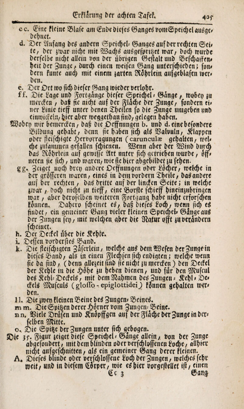 c c. (Eine Fleine Sötafe am £nbe biefetf 0ange$ Pom©peichel au^ge# behuet. d. Der Anfang be£ anbern ©peidjel* 0ange$ auf bcrreifen ©et* tc, ber $n>ar ntd^t mit 2Bad)$ au^gefpmet mar, hoch trurbe berfdbc nicht allein non Der übrigen 0epalt unb 2>efchatfen# beit ber gun^e^ burcf) einen weifen 0ang unterfchteben; fon# bern Funte aud) mit einem jarten 9t6|>tletn aufgeblafen trer# ben. e. Der £)rt tro ftcf>biefer 0ang trieber rerlohr. ff. Die £age unb ^ottvjange biefer ©peidjel* 0änge / trobet) $u merefen f baf fte niä>f auf ber glädje ber 3«nge/ fonbern tu ner £itue fieff unter benen ^heilen fo bie 3ange umgeben unb cinwicfehi/ feier aber treggethan ji'nb/ gelegen haben. SBobet) mir bemercFcn/ ba§ bie £>effnungen b. unb d.einebefonbere Gilbung gehabt/ benn fte haben ftch al$ 2?atouln/ klappen ober peinigte ^ernovragungen ( carunculae gehalten f trel# che i.ufammen gefallen fd) lenen. 5Benn aber ber SOßinb bnrd) bat Üvohrletn auf gemtffe Oirf unter fich getrieben trurbe/ off# neten fte ftch / unb trareu,triepe hier abgebilbet jufehen. gg. 3dget noch bvet) anbere Deffnungen ober Locher/ trefche in ber grbffcveu waren/ eine£ in bentnorbern ^heite, ba^anbere auf ber rechten / ba£ britte auf ber lincfen ©eite; in welche jwar / boch nicht m tieff / eine Worfle fchieff hineinjubringen war / aber berofelben weiteren Fortgang hübe nicht erforfchen üinnen* Daf)en> fchdnet tif bap biefer £och / trenn jtef) e$ ftnbet/ ein gemeiner 0ang rieler Fleinen ©peidjeb 0<Sngeau$ ber 3ungen fep, mit welchen aber bie fRatur ojft iUPeranbern fcheinet. h. Der Dccfet über bie $ehte. i Deffett toorberftetf 33anb. k. Die Peifchtgten gaferlei« / ineiche au£ beinfBefen ber biefeS ibanb/ als in einen $lecmen ftch enbigten,* treibe trenn fte ba ftttb,, (benn allezeitfinb fte nicht $u merefen) ben DecFel ber $ehle iti bie Jpoh^ ju heben bienen/ unb für ben 50tufcui be^ ÄehbDecfet/ mit bemNahmen bedungen* $ehl*De* c!el$ ^ufculs (gloflo epiglottidei) FJnnen gehalten wer* ben. 11. Die pnet) Fleinen 3$eine be$ 3ungen# deines. mm. Die©pißen bererJpornert>om Jungen# SBciiic. nn, 25iele Drüfen unb Änopffgen auf berglad)e&er3uflgeinber* felben SDfctte. cu Die ©pi£e ber 3^ngen unter ftd) gebogen. S)ie 3f. gigur jeiget biefe ©peichel* 0ange allein/ Don ber 3unge abgefonbert/ mit bemblinben oberuerfchlrfTenen^oche/ allhier nicht aufgefdfniften, atö ein gemeiner 0ang berer Fleinen. A. Diefeö blinbe ober rerfchloflene £od) bedungen, welche fehl’ weit/ unb in biefem torpet / mie echter uargeflellet ip/ einen <£c 3 @au$