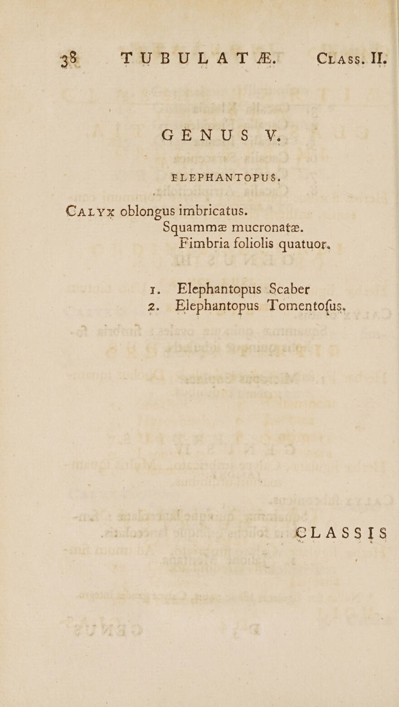 GENUS V, FLEPHANTOPUS. CArLYvx oblongus imbricatus. Squammz2 mucronataz. Fimbria foliolis quatuor. I. Elephantopus Scaber 2. Elephantopus Tomentofus. | €LASSIS