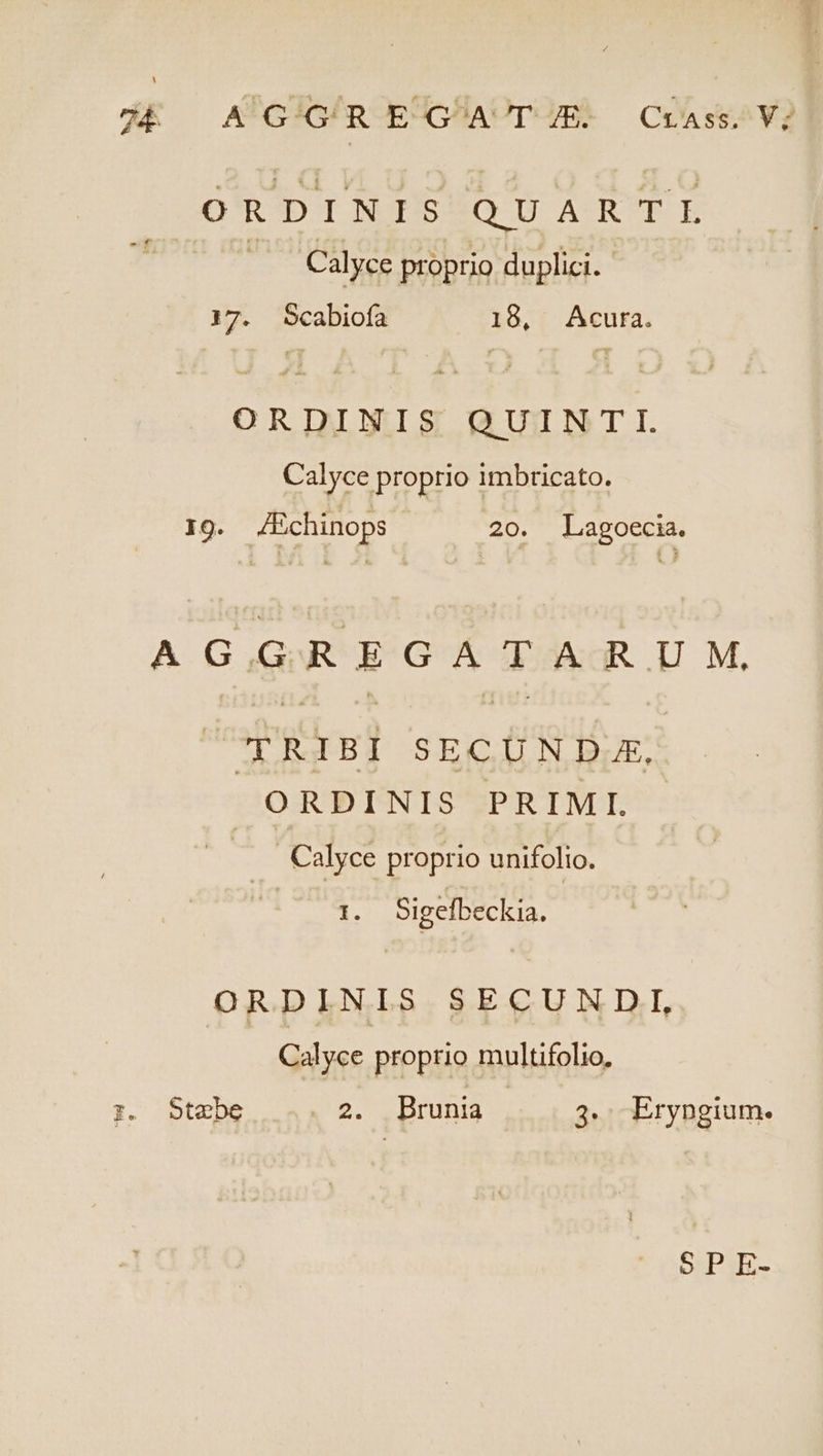 4k — A G/G/RE GOAT JE- Crass, V? O'RDINISSQUARTE .. Calyce proprio duplici. 17. Scabioía 18, Acura. ORDINIS QUINTI. Calyce proprio imbricato. 19. ZEchinops 20. Lagoecia. AGQGREGAT/AR UM. CUTRIBI SECUN DAE, ORDINIS PRIMI. . Calyce proprio unifolio. 1. Sigefbeckia. OJqRD LMLS:;S EG UJ LI, Calyce proprio multifolio, I. Stebe 2. Brunia 34. Eryngium. $5 PE-