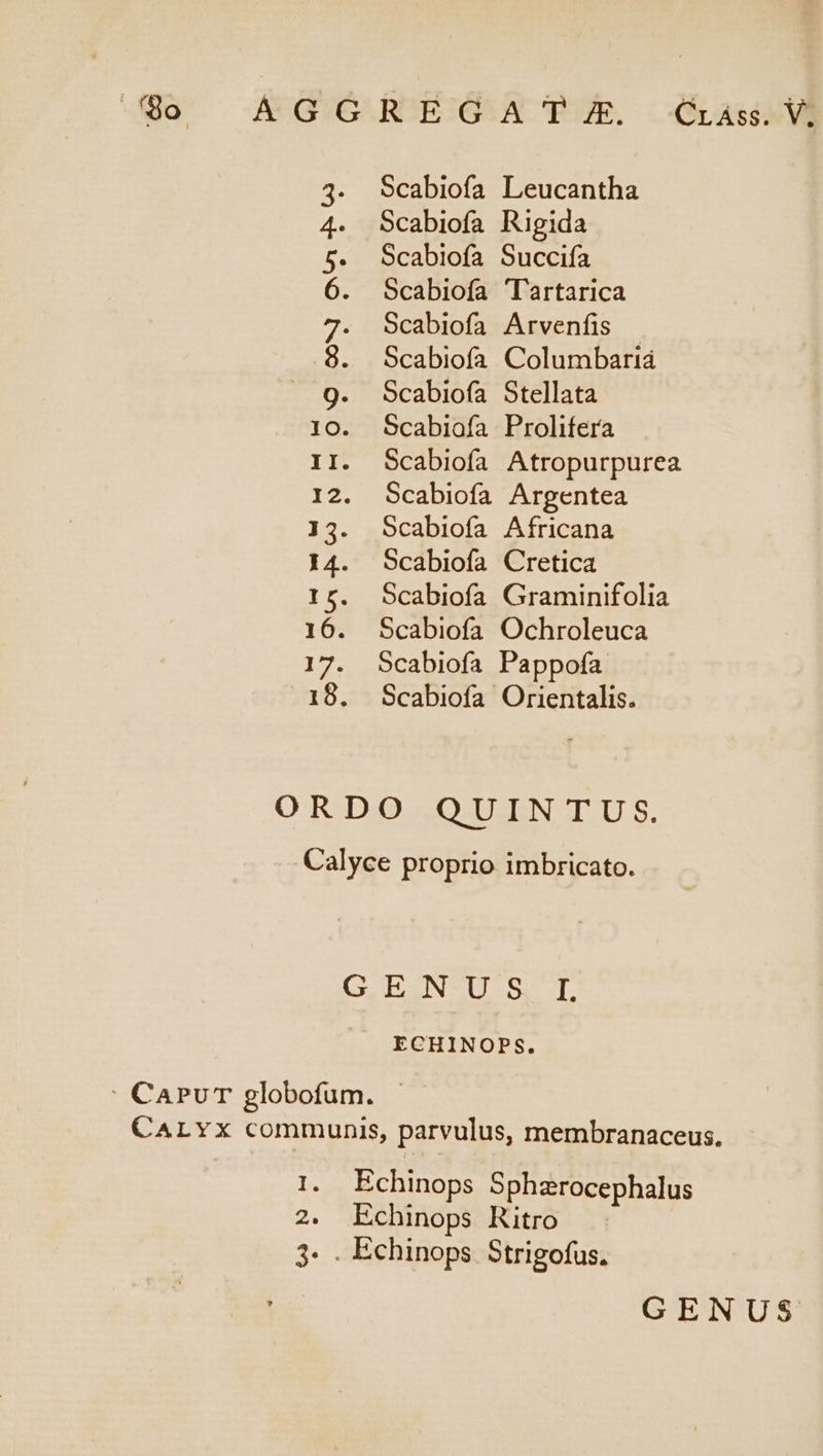 3. Scabiofa Leucantha 4. Scabiofa Rigida 5$. Scabiofa Succifa 6. Scabiofa Tartarica 7. Scabiofa Arvenfis | 8. Scabiofa Columbariá 9. Scabioía Stellata IO. Scabiofa Prolifera II. Scabiofa Atropurpurea 12. Scabiofa Argentea J3. Scabiofa Africana 14. Scabiofa Cretica 15. Scabiofa Graminifolia 16. Scabiofa Ochroleuca 17. Scabiofa Pappofa 18. Scabiofa Orientalis. ORDO QUINTUS. Calyce proprio imbricato. GENUS T ECHINOPS. : CapuT globofum. - CALYX communis, parvulus, membranaceus. In Echinops Sphazrocephalus 2. Echinops Ritro 3. . Echinops Strigofus.