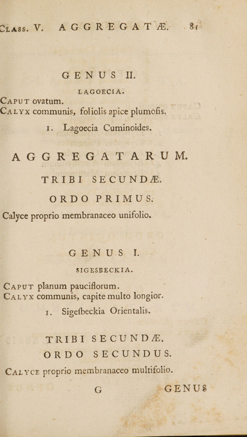 Nus ACIGHOEGAAOTVuE-. 2nd GENUS IL LAGOECIA. CAPUT ovatum. CALYyx communis, foliolis apice plumofis. I. Lagoecia Cuminoides. AGGR'EGATAR UM TRIBI SECUND.E. ORDO PRIMUS. Calyce proprio membranaceo unifolio. GENUS L SIGESBECKIA. CAPuT planum pauciflorum. CALYx communis, capite multo longior. ; Sigefbeckia Orientalis. TRIBI SECUN D E ORDO S9UpCUNDUS. CaLvYcr proprio membranaceo multifolio.
