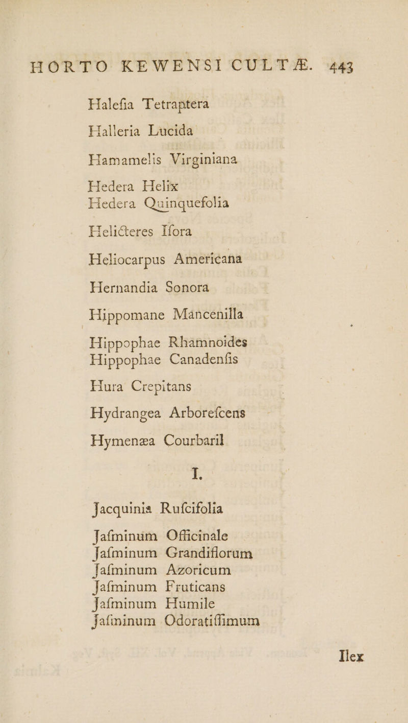 Halefia Tetraptera Halleria Lucida Hamamelis Virginiana Hedera Helix Hedera Quinquefolia Helicteres Ifora Heliocarpus Americana Hernandia Sonora Hippomane Mancenilla Hippophae Rhamnoides Hippophae Canadenfis Ilura Crepitans Hydrangea Arboreícens Hymenza Courbaril I. jacquinis Rufcifolia Jafminum Officinale Jaíminum Grandiflorum Jafminum Azoricum Jafminum Fruticans Jeíminum Humile Jafminum Odorati(fimum Ilex