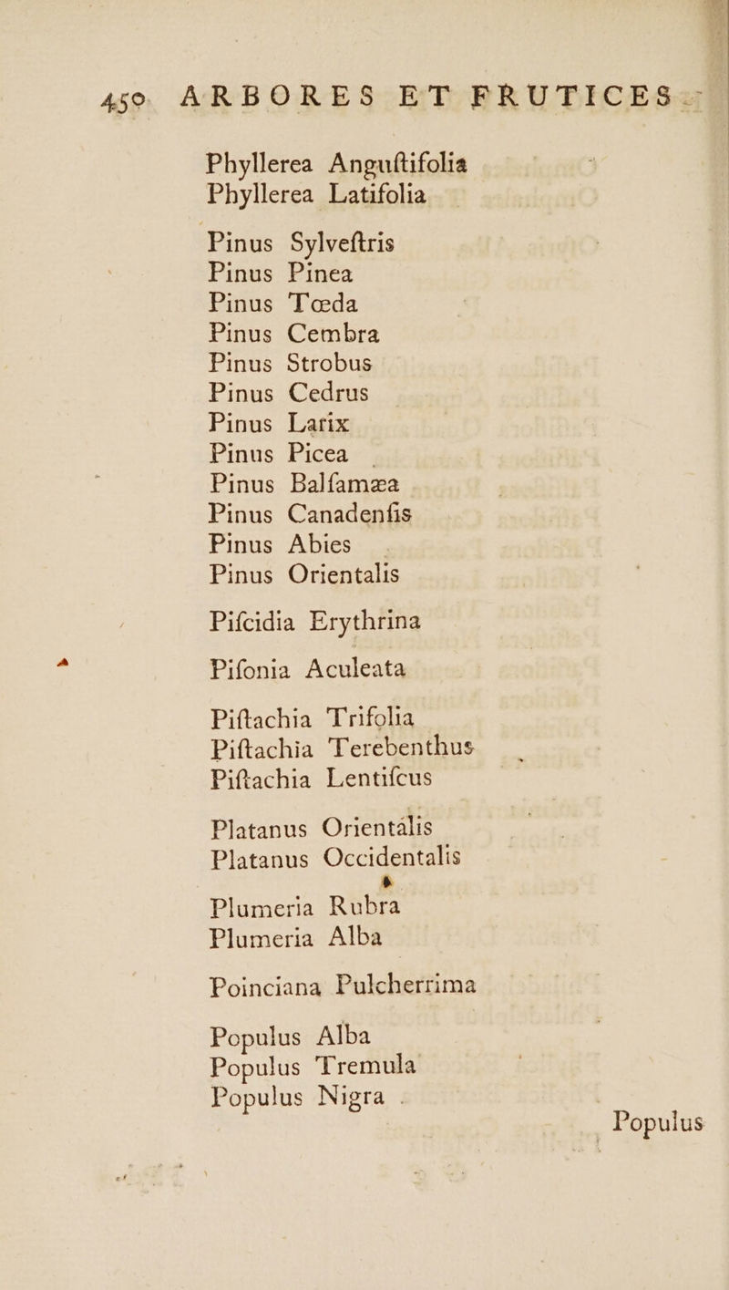 Pinus Pinus Pinus Pinus Pinus Pinus Pinus Pinus Pinus Pinus Pinus Sylveftris Pinea 'T'eeda Cembra Strobus Cedrus Larix Picea Balífamza Canadenfis Abies Orientalis : Populus