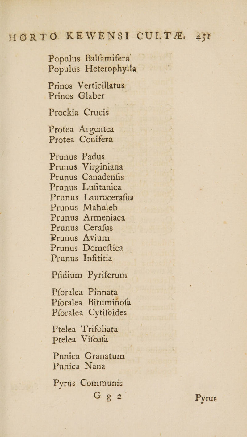Populus Balfamifera Populus Heterophylla - Prnos Verticillatus Prinos Glaber Prockia Crucis Prtotea Argentea Protea Conifera Prunus Padus Prunus Virginiaria Prunus Canadenfis Prunus Lufitanica Prunus Lauroceraífus Prunus Mahaleb Prunus Armeniaca Prunus Cerafus Prunus Avium Prunus Domeftica Prunus Infititia Pfidium Pyriferum Pforalea Pinnata Pforalea Bituminofa Pforalea Cytifoides Ptelea Trifoliata Ptelea Vifcofa | Punica Granatum Punica Nana Pyrus Communis Gg2a Pyrus