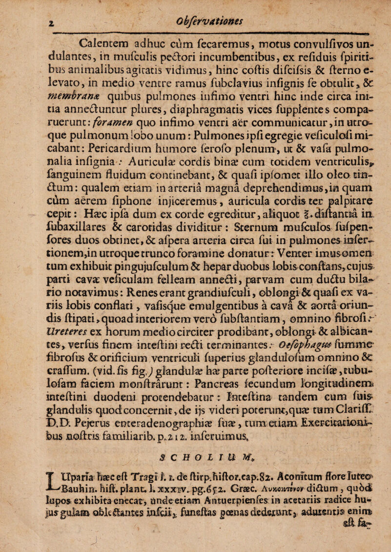 Calentem adhuc cum fecaremus, motus convulfivos un- dulantes, in mufculis pedori incumbentibus, ex refiduis fpiriti- bus animalibus agitatis vidimus, hinc coftis difcifsis & fternoe- levato, in medio ventre ramus fubclavius infignis fe obtulit * 8c membram quibus pulmones infimo ventri hinc inde circa ini¬ tia anneduntur piures, diaphragmatis vices fupplentes compa- ruerunt: foramen quo infimo ventri aer communicatur,in utro¬ que pulmonum lobo unum: Pulmones ipfi egregie veficuloli mi¬ cabant: Pericardium humore ferolb plenum1, ut & vafa pulmo¬ nalia infignia .* Auriculae cordis bina? cum totidem ventriculis^ fanguinem fluidum continebant, & quafi ipfomet illo oleo tin- dum: qualem etiam in arteria magna deprehendimus,in quam cum aerem fiphone injiceremus, auricula cordis ter palpitare cepit: Ha?c ipfa dum ex corde egreditur, aliquot § ♦ diftantia in fiibaxiilares & carotidas dividitur: Sternum mufculos fufpen- fores duos obtinet, & afpera arteria circa fui in pulmones infer- tionem,in utroque trunco foramine donatur : Venter imusomen tum exhibuit pingujufculum & hepar duobus lobis confians,cujus parti cava: veficulam felleam annedi, parvam cum dudu bila- rio notavimus: Renes erant grandiufculi, oblongi & quafi ex va¬ riis lobis conflati, vafisque emulgentibus a cava & aorta oriun¬ dis ftipati* quoad'interiorem vero febftantiam, omnino fibrofir Ureteres ex horum medio circiter prodibant, oblongi & albican¬ tes, verfus finem inteftini redi terminantes.* Otfophagm fumme fibrofus & orificium ventriculi foperius glandulofam omnino &C craiTum. (vid. fis figj glandula? ha? parte pofleriore kici%,tubu- lofam faciem monflrarunc: Pancreas fecundum longitudinem* inteflini duodeni protendebatur: Inteftina tandem eum fuis glandulis quod concernit,de i js videri poterunt,qua? tumClarifll D.D: Pejerus emeradenographi# fua?, tum etiam Exercitationi¬ bus noflris familiarikpo.212. inferuimus, $ C H O L T U Ltlparia feceft Tragi j. r. de flirpJ1iftor.cap.82. Aconitum flore lufe©> Bauhin. hift. piant. hxxxiv. pg.^5i2. Graec. Avwomwoy-diSum , qubd lupos exhibita enecat, unde etiam Antuerpienfes in acetariis radice hu¬ jus gulam oblc &ntes Infdi3, fundlas gcenas dederuntadussntis en ini * i ' 4Ca ■J/ '  . - - - i ; ■