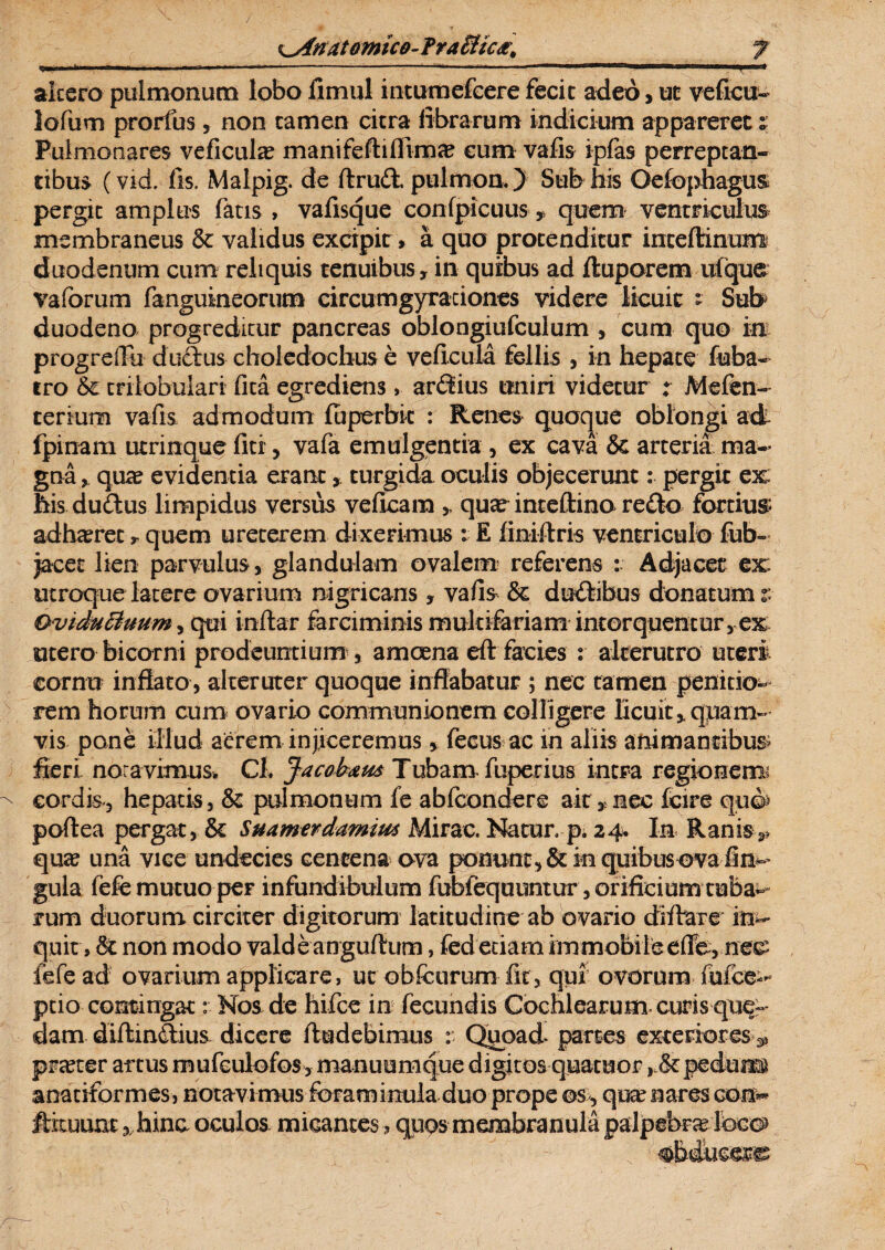 ^Anatomico- Tra Hic#. f *>•. ■ »1 1 I- , I - ■■■■-' -'4*-‘-f?-- 1 ■■ 1 .11 ■■ ■ I I ■ ; 1 altero pulmonum lobo fimul mtumefcere fecic adeo, ut veficu- lofum prorfus, non tamen citra fibrarum indicium appareret t Pulmonares veficulte manifeftiflima? cum vafis ipfas perreptan¬ tibus (Vid. fis. Malpig. de ftrud. pulmonO Sub his Oefophagus pergit amplus fatis , vafisque confpicuus, quem ventriculus membraneus & validus excipit, a quo protenditur inteftinun® duodenum cum reliquis tenuibus , in quibus ad ftuporem ufque vaforum fanguineorum circumgyraciones videre licuit : Sub duodeno progreditur pancreas oblongiufculum , cum quo in progrdlli dudus choledochus e veficula fellis , in hepate faba- tro tk. trilobulari fita egrediens, arduus uniri videtur ; Mefen- terium vafis admodum fuperbic : Renes quoque oblongi ai fpinam utrinque fici, vafa emulgentia , ex cava & arteria ma¬ gna , qua? evidentia erant, turgida oculis objecerunt: pergit ex: his dudus limpidus versus veficam , quar inteftino redo fortium adhaeret, quem ureterem dixerimus : E finiftris ventriculo fub~ jacet lien parvulus, glandulam ovalem referens : Adjacet ex utroque latere ovarium nigricans, vafis & dudibus donatum:: Qviducluum, qui inftar farciminis multifariam intorquentur, ex utero bicorni prodeuntium , amoena eft facies : alterutro uteri eornu inflato, alteruter quoque inflabatur ; nec tamen penitio¬ rem horum cum ovario communionem colligere licuit, quam¬ vis pone illud aerem injiceremus, fecus ac in aliis animantibus* feri noravimus, Cl. Jacebam Tubam fuperius intra regionem; cordis, hepatis, & pulmonum fe abfeondere ait,nec fcire qu©> poftea pergat, & Suamerdamim Mirae. Natur, p. 24. In Ranis,, qua? una vice undecies centena ova ponunt, & in quibus ova fin- gula fefe mutuo per infundibulum fubfequuntur, orificium tuba-* rum duorum circiter digitorum latitudine ab ovario diftare in¬ quit, & non modo valde anguftum, fed etiam immobileeffe, nee: fefe ad ovarium applicare, utobfcurum fit, qui ovorum fafce> ptio contingat: Nos de hifce in fecundis Cochlearum curis que~* dam diftindius dicere Audebimus : Quoad partes exteriores * pra?ter artus mufculofos , manuumque digitos quatuor ,.&peduM anatiformes, notavimus fotam inula duo prope os, qua? nares con- fliiuuixt ,hinaoculos micantes, quosrnembranulapalpebra; 3ocG>