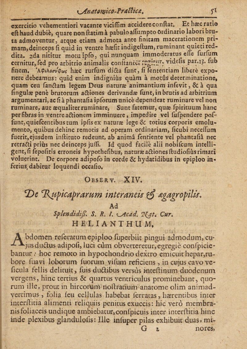 r Kjinatmico-TraBic&t \ . sl exercitio vehementiori vacante viciffim accidere condat» ^ Et haec ratio eft haud dubie, quare non ftatim a pabuloaflTumpto Ordinario labori bru¬ ta admoventur, atque etiam admota ante linitam macerationem pri- mam, deinceps fi quid in ventre haefit indigeftutn, ruminant quieti red¬ dita. 2da nititur motu ipfb? qui nunquam immoderatus effe furnum cernitur, fed pro arbitrio animalis conitancerrCgs.r4jr; vid^fis _par.ij, fub finem. 'aQiKoovQm haec rurfum di£ta funt, fi fententiam libere expo¬ nere debeamus: quid enim indignius quam a motus determinatione* Y quam ceu fandam legem Deus naturae animantium infevit, & a qua fingulae pene brutorum adiones derivandae funt, in brutis ad arbitrium argumentari, ac fi a phantafia ipforum unice dependeat ruminare vel non ruminare, aut aequaliter ruminare, Sunt fatemur, quae fpirituum hanc perfibrasin ventre a&lonem imminuere, impedire vel fufpendere pof* funt, quiefcentibus tum ipfisex naturae lege & totius corporis emolu¬ mento, quibus dehinc remotis ad operam ordinariam, ficubi neceiTum fuerit,ejusdem infiituto redeunt, ab anima fentiente vel phantafii nec retradi prius nec deinceps jufii. Id quod facile alii nobilcum intelli- gent,fi fepofitis erroneis hypothefibus, naturaeadionesfiudiofiusrimari voluerint. De corpore adipofo in corde &c hydatidibus in epiploo in- ferius^ dabitur loquendi occafio. : f :^> Observ. XIV. R)e ‘Rupicaprarum interaneis $§ agagropilis, \ Ad Splendidi^. S. R, I. \_Acad% Cur. H E L lANTHUMt %■< ; A bdomen referatum epiploo fuperbiit pingui admodum, eu- ^ -^jusdudtus adipofi, luci cum obverteretur, egregie confpicie* bantur .* hoc remoto in hypochondrio dextro emicuit hepar,ru¬ bore fuavi loborum fuorum yifum reficiens, in cujus cavo ve- ficula fellis delituit, fuis duftibus versus kiteftinum duodenum 4 t vergens, hinc tertius & quartus ventriculus prominebant, quo¬ rum ille, prout in hircorum noftratium anatomeolim animad¬ vertimus , folia feu cellulas habebat ferratas, haerentibus inter interftitia alimenti reliquiis penitus exuccis: hic vero membra-' nis foliaceis undique ambiebatur,confpicuis inter interftitia hinc inde plexibus glandulolis: Ilie infuper pilas exhibuit duas? mi» G i no res?