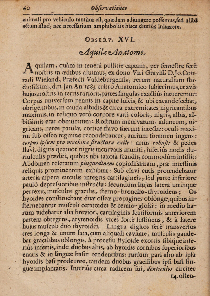 animali pro vehiculo tantum eft, quaedam adjungere poffemus,fed alibi adum illud, nec neceffarium amphiboliis hisce diutius inhaerere* Obsery. XVL Aquilam1, quam in tenera pullitie captam, per femeftre fert? nollris in aedibus aluimus, ex dono Viri Graviff. DJoGon- radi Wieknd, Pra?fe£ii Valdeburgenfis, rerum naturalium ftu- diofifsimi, d.ii.Jan.An 1583. cultro Anatomico fubjecimus,utavis> hujus5noftris in terris rarioris,partes lingulas exadiiis intueremur^ Corpus univerfum pennis in capite fulcis, & ubiexcandefcebat,, ob rigentibus, in cauda albidis & circa extremitates nigricantibus maximis, in reliquo vero corpore varii coloris, nigris, albis, ai- bifsimis erat obmunitum: Roftrum incurvatum, aduncum, ni¬ gricans, nares patula, cortice flavo fuerunt intecte: oculi maxi¬ mi fub oflfeo tegmine recondebantur, aurium foramen ingens:: corpm ipfum pro machina firu Buy a exile : artus robufii & pedes flavi, digitis quatuor nigris incurvatis muniti, inferius nodis du- nufculis praediri', quibus ubi faxofa fcandit, commodum infiftiir Abdomen referatum pinguedinem copiofifsimam,pn£ inteftini& reliquis prominentem exhibuit: Sub clavi cutis protendebatur arteria afpera circulis integris cartilagineis, fed parte inferiore paulo deprefsioribus inftrufta: fecundum hujus latera utrinque perrexit, mufculus gracilis , fterno - broncho - thyroideus t Os hyoides conftituebanc du^ ©(Tea? propagines oblonga?,quibus in- fternebantur mufculi ceratoidei & cerato-glofsi: in medio ha¬ rum videbatur alia brevior , cartilaginis fcutiformis anteriorem partem obtegens, arytenoidis vices forte fuftihens, & a latere hujus mufculi duo thyroidei. Lingua digitos fere transverios tres longa & unum lata,cum aliquali cavitate, mufculis gaude¬ bat gracilibus oblongis, a procello ftyioide exortis fibique infe¬ rius infertis, inde duobus aliis, ab hyoidis cornibus fuperioribus enatis & in lingua? bafin tendentibus: rurfum pari alio ab lpfa hyoidis bafi prodeunto, tandem duobus gracilibus ipfi bafi lin¬ gua implantatis.* Interius circa radicem fui, denticulos circiter i4.often~