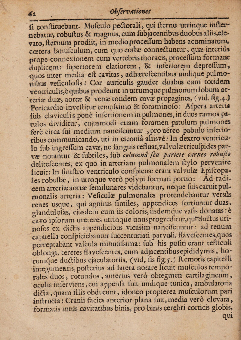 4% Oh fer v titiones ' fi confticuebant. Mufculo pedorali, qui fterno ucrinque mfter- nebatur, robuftus & magnus, cum fubjacentibus duobus aliis,ele¬ vato, fternum prodiit, in medioproceiTum habens acuminatum, ccetera latiufculum, cum quo colla: conneduntur, qua; interius prope connexionem cum vertebris thoracis, proceiTum formant duplicem: fuperiorem elatiorem, & inferiorem deprelTum» quos inter media eft cavitas, adhxrefcentibus undique pulmo¬ nibus vefsculofis; Cor auriculis gaudet duabus cum totidem ventriculis,e quibus prodeunt in utrumque pulmonum lobum ar¬ cteris dua:, aortte & vena: totidem cava; propagines, (vid. fig.4;) Pericardio inveftitur tenui Rimo & foraminofo : Alpera arteria fub claviculi s pone infercionem in pulmones, in duos ramos pa¬ tulos dividitur1, cujusmodi etiam foramen patulum pulmones fere circa fui medium nancifcuncur , pro aereo pabulo inferio¬ ribus communicando, uti in ciconia aliisve.• In dextro ventricu¬ lo fub ingrelTum cava:, ne fanguis refluat,valvul^tricufpides par- v<e notantur & fubtiles, fub columna feu pariete carneo rohufl> delicefcentes, ex quo in arteriam pulmonalem flylo pervenire licuit:In finiftro ventriculo confpicus erant valvula: Epifcopa- les robulla:, in utroque vero polypi formati portio: Ad radi¬ cem arteris aortK fcmilunares videbantur, neque fuis caruit pul¬ monalis arteria: Vcficuhe pulmonales protendebantur versus renes usque, qui agninis fimiles, appendices fortiuntur duas, ©landuiofas, ejusdem cum iis coloris, iisdem que vafis donatas: e cavo ipforum ureteres utrinque unus progreditur, qutdudus uri- nofos ex didis appendicibus vicifsim nancifcuncur; ad renum capitella conlpiciebantur luccencuriari parvuli, flavefcentes,quos perreptabant vafcula minutifsima: fub his pofiti erant tefliculi oblongi, teretes flavefcentes, cum adjacentibus epididymis, ho- rumque dudibus ejaculatoriis, (vid, lis fig.f.) Remotis;capitelli integumentis, pofterius ad latera notare licuit mufculos tempo¬ rales duos, rotundos , anterius vero obregmen cartilagineum, oculis inferviens,cui appenfa fuit undique tunica, ambulatoria - dida ,quam illis obducunt, idoneo propterea mulculorum pari inilruda: Cranii facies anterior plana fuit, media vero elevata, formaris nattis cavitatibus binis, pro binis cerebri corticis globis.