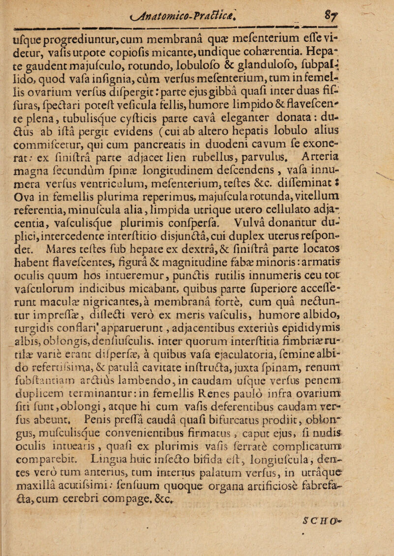 ^Anatomico- VraEtic&> §? -«wqnei. ■■ ■■ jm: I II mm» aam»». mmmmm - -— —— —— —— n» 'jwaamMl ufque progrediuntur, cum membrana qua? mefenterium efle vi¬ detur, vafisutpote copiofis micante, undique cohaerentia. Hepa- te gaudent majufculo, rotundo, lobulofo & glandulofo, fubpal-- lido, quod vafa infignia, cum verfus mefenterium, tum in femel¬ lis ovarium verfus difpergit * parte ejus gibba quafi inter duas fif- furas, fpedari potefl: veficula fellis, humore limpido &flavefcen* se plena, tubulisque cyfticis parte cava eleganter donata: du- dus ab illa pergit evidens (cui ab altero hepatis lobulo alius commifcerur, qui cum pancreatis in duodeni cavum fe exone¬ rat* ex fmiftra parte adjacet lien rubellus, parvulus. Arteria magna fecundum fpinae longitudinem defcendens , vafa innu¬ mera verfus ventriculum, mefenterium, tefles &c. diffeminac ♦ Ova in femellis plurima reperimus>majufcularotunda, vitellum referentia,minufcula alia,limpida utrique utero cellulato adja¬ centia, vafculisque plurimis confperfa. Vulva donantur du¬ plici, intercedente interftitio disjunda,cui duplex uterusrefpom det. Mares tefles fub hepate ex dextra, & finiftra parte locatos habent flavefcentes, figura & magnitudine faba? minoris: armatis oculis quum hos intueremur, pundis rutilis innumeris ceu tot vafculorum indicibus micabant, quibus parte fuperiore acceffe- runt macula nigricantes,a membrana forte, cum qua nedun- tur impreflae, difiedi vero ex meris vafculis, humore albido, turgidis conflari* apparuerunt, adjacentibus exterius epididymis albis, oblongis, denliufculis. inter quorum interftitia fknbrkeru- tilae vane erant dilperfc a quibus vafa ejaculatoria, femine albi¬ do referti (si ma,& patula cavitate inftruda, juxta (pinam, renum fubft.anciarn ardius lambendo, in caudam ufque verfus penem duplicem terminantur: in femellis Renes paulo infra ovarium fiti funt,oblongi, atque hi cum vafis deferentibus caudam ver¬ fus abeunt. Penis prefla cauda quafi bifurcatus prodiit, obion- gus, mufculisque convenientibus firmatus, caput ejus, fi nudis oculis intuearis, quafi ex plurimis vafis ferrate complicatum eomparebit. Lingua huic infedo bifida eft, longiufcula, den¬ tes vero tum anterius, tum interius palatum verfus, in utraque maxilla acutifsimi; fenfuum quoque organa artificiose fabrefa¬ cta, cum cerebri compage, &c. $ C K Ov