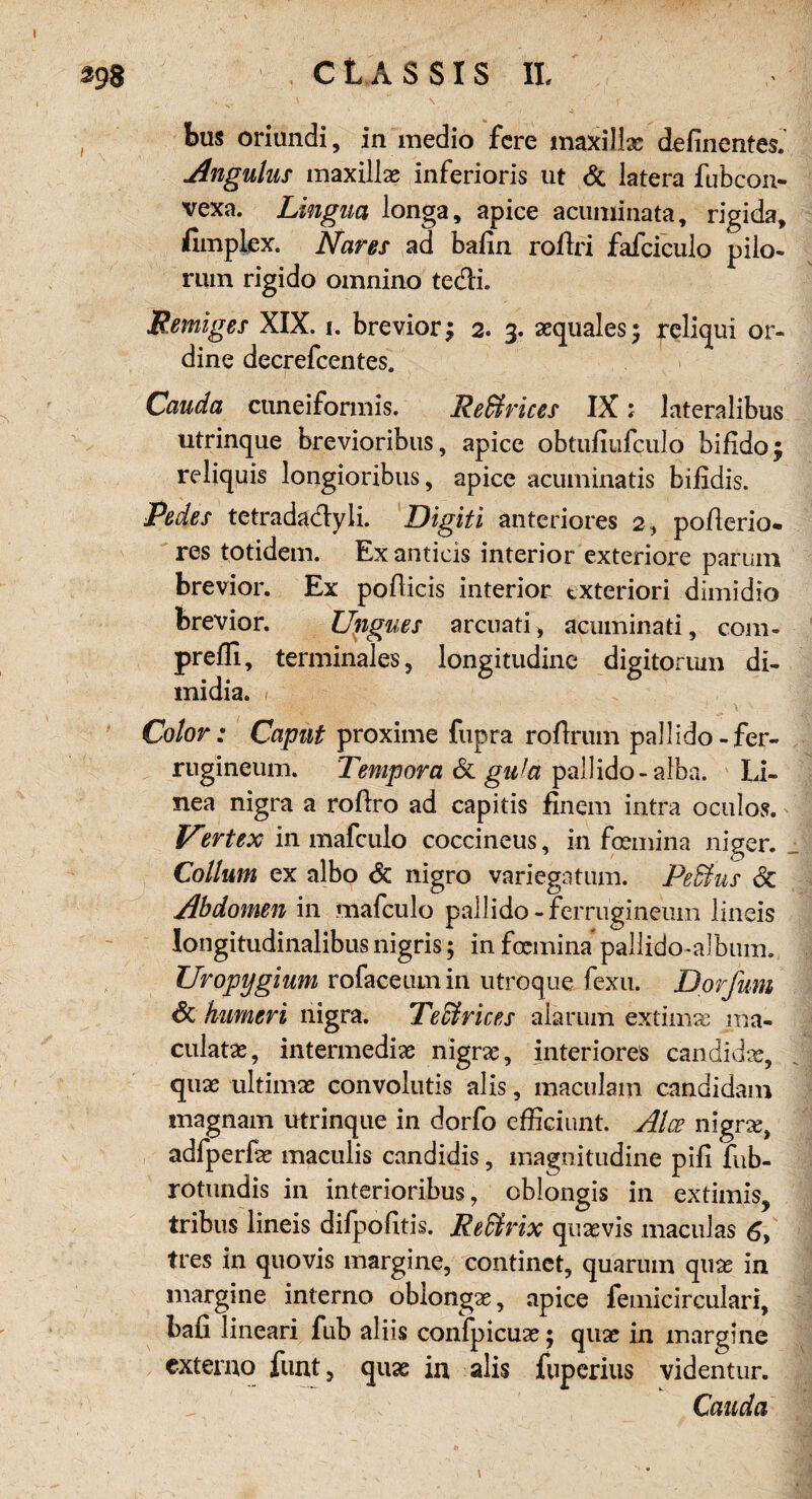 bas oriundi, in medio fere maxiJlx definentes. Angulus maxillx inferioris ut & latera fubcon- vexa. Lingua longa, apice acuminata, rigida, fimplex. Nares ad bafin roßri fafciculo pilo- rum rigido omnino tecßi. Remiges XIX. i. brevior$ 2. 3. xquales$ reliqui or- dine decrefcentes. Cauda cuneiformis. ReSirices IX1 lateralibus utrinque brevioribus, apice obtufiufculo bifida; reliquis longioribus, apice acuminatis bifidis. Pedes tetrada&yli. Digiti anteriores 2, poßerio- res totidem. Ex anticis interior exteriore parum brevior. Ex poßicis inferior txteriori dimidio brevior. Ungues arcuati* acuminati, com. prefli, terminales, longitudine digitorum di- midia. Color: Caput proxime fupra rofirum pallido-fer- rugineum. Tempora & guh pal]ido- alba. Li¬ nea nigra a roßro ad capitis finem intra oculos. ^ V9,rtex in malculo coccineus, in foemina niger. Collum ex albo Sc nigro variegatum. Peffius Sc Abdomen in mafculo pallido -femiginemn lineis Iongitudinalibus nigris; in focmina pallido-album. Uropygium rofaceumin utroque fexu. Dorfum Sc fiumeri nigra. Tedlrices alarum extimx ma- culatx, intermedix nigrx, inferiores candidx, qux ultimx convolutis alis, maculam candidam magnam utrinqae in dorfo efficiunt. Alce nigrx, adfperfx maculis candidis, magnitudine piß fub- rotundis in interioribus, oblongis in extimis, tribus lineis difpofitis. Redtrix quxvis maculas 6y tres in quovis margine, continet, quaruin qux in margine interno oblongx, apice femicirculari, baß lineari fub aliis confpicux; qux in margine externo funt, qux in alis fuperius videntur. Cauda \