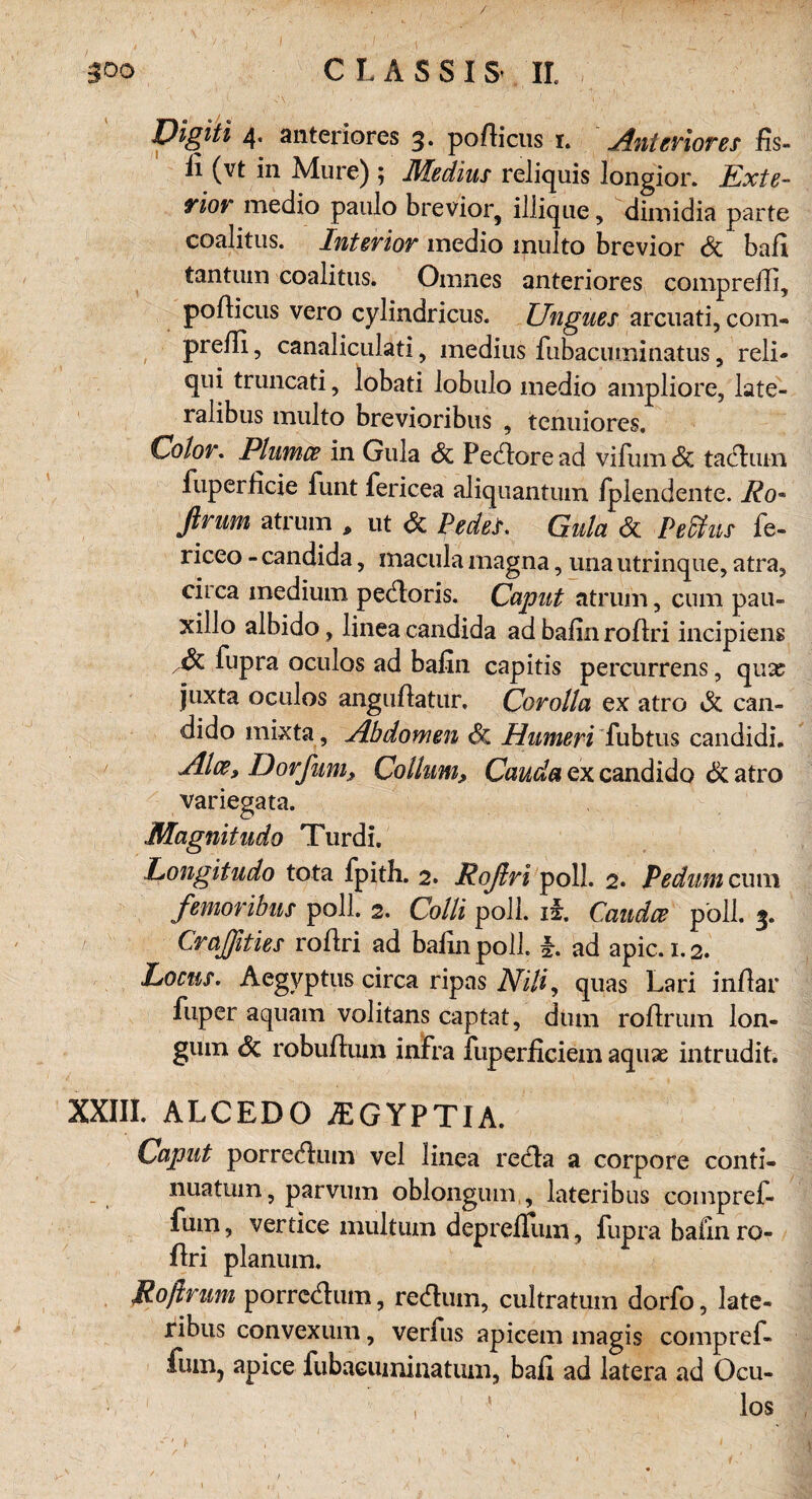 / 300 C L ASSIS II. Digiti 4. anteriores g. pofficus 1. Anteriores fis- li (vt in Mure) ; Medius reliquis longior. Exte- piov medio paulo brevior, illique, dimidia parte coalitus. Inferior medio inulto brevior de bafi tantum coalitus. Omnes anteriores comprefli, pofticus vero cylindricus. Ungues arcuati, com- preili, canaliculati, medius fubacuminatus, reli- qui truncati, lobati lobulo medio ampliore, late- ralibus multo brevioribus , tenuiores. Color, Phtmce in Gula & Pedlore ad vifumde taclmn fuperficie funt fericea aliquantum fplendente. Ro* ftrum atrum , ut de PedeJr. Gula de PeStus fe- riceo - candida, macula magna, una utrinque, atra, circa medium pedloris. Caput atrum, cum pau- xillo albido, linea candida ad bafin roftri incipiens & fupra oculos ad bafin capitis percurrens, qua? juxta oculos angufiatur. Corolla ex atro de can- dido mixta, Abdomen de Humeri fubtus candidi. Aloe, Dorfunit Collum, Cauda ex candido de atro variegata. Magnitudo Turdi. Longitudo tota fpith. 2. Roßri poll. 2. Pedum cum femoribus poll. 2. Colli poll. if. Caudce p'oll. 3. Cr aßtief rofiri ad bafin poll. b ad apic.1.2. Locus. Aegvptus circa ripas NiH, quas Lari inflar fuper aquam volitans captat, dum rofirum lon- gum de robufium infra fuperficiem aquae intrudit. XXIII. ALCEDO JEGYPTIA. Caput porredhim vel linea redta a corpore conti- nuatum , parvum oblongum , lateribus compref- fum, vertice multum deprefluni, fupra bafin ro¬ flri planum. Roftrum porredtum, redhirn, cultratum dorfo, late¬ ribus convexum, verfus apicem magis compref- fum, apice fubacuminatum, bafi ad latera ad Ocu¬ los