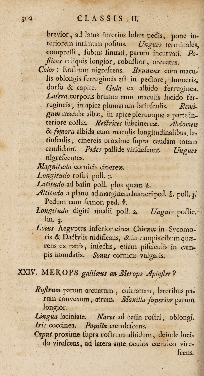 brevior, ad latus interius lobus pedis, pone in* teriorem intimum pofitus. Ungues terminales, comprefTi , fubtus finuati, partim incurvati. Po* fiicus reliquis longior, robu/lior, arcuatus. Color: Röftrum nigrefcens. Brumms eum macu- lis oblongis ferrugineis cd in pedore, Immer is, dorfo Sc capite. Gula ex albido ferruginea. Lat er a corporis brunna cum maculis lucido fer¬ rugineis , in apice plumarum latiufcuKs. Remi* • gum maculae albae, in apice plerumque a pnrtein- teriore cofe. Reffirices fubcinereac. Abdomen Sc femora albida cum maculis Longitudinalibus, la¬ tiufculis , cinereis proxime fupra caudam totam candidam. Pedes pallide viridefcnnt. Ungues nigrefcentes. Magnitudo cornicis cinerea?. Longitudo roflri poll. 2. Latitudo ad bafin poll. plus quam f. Altitudo a plano ad marginem faumeri ped. f. poll. 3. Pedurn cum femor. ped. f. Longitudo digiti medii poll. 2. Unguis poftic. lin. 3. Locus Aegyptus inferior circa Cairuni in Sycomo- ris Sc Dadylis nidificans, Sc in campis cibum quae- rens ex ranis, infedis, etiam pifciculis in cam* pis inundatis. Sonus cornicis vulgaris, XXIV. MEROPS galilceus an Merops Apiaßer? i , - , * 1 , ij Roßrum parum arcuatum , cultratum, lateribus pa- rum convexum, atrum. Maxilla fuperior parum longior. Lingua laciniata. Nares ad bafin roftri, oblongi. Iris coccinea. Pupilta coerulefcens. Caput proxime fupra röftrum albidum, deinde luci¬ do virefcens, ad latera ante ocuios coeruleo vire- fcens.