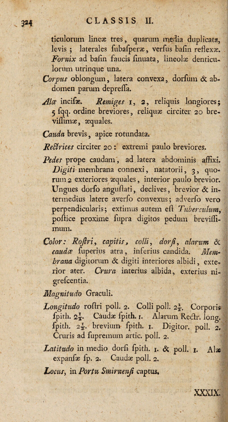 < 3*4 ticulorum lineas tres, quarum media duplicata, levis ; laterales fabafperae, verfus bafin reflexse. Fornix ad bafin faucis finuata, lineolx denticu- lorum utrinque una. Corpus oblongum, latera convexa 5 dorfum Sc ab- domen parum depreiTa. Alce incifa?. Kerniges i, 2, reliquis longiores; 5 fqq. ordine breviores, reliquae circiter 20 bre- viffimx, sequales. Cciiida brevis 9 apice rotundata. jReffirices circiter 20 : extremi paulo breviores. Pedes prope caudam 9 ad latera abdominis affixi. Digiti membrana connexi, natatorii, 3, quo- rum 2 exteriores asquales ? interior paulo brevior. Ungues dorfo angufiati, declives 9 brevior Sc in» termedius latere averfo convexus; adverfo vero perpendicularis; extimus autem efi Tuberculum, poftice proxime fupra digitos pedum brevifii- mum. Color: Roßri, capitis, colli> dorß, darum öc caudce fuperius atra, inferius candida. Mem~ brana digitorum Sc digiti interiores albidi, exte? rior ater. Crura interius albida, exterius ni- grefcentia. Magnitud'o Graculi. Longitudo rofiri poll. 2. Colli poll. 2J. Corporis fpith. 2^. Caudx fpith. 1. Ala rum Reclr, long. fpith. 2^. brevium fpith. 1. Digitor. poll. 2. Cruris ad fupremum artic. poll. 2. Latitudo in medio dorfi fpith. 1. Sc poll. 1. Alss expanfie fp. 2. Caudse poll. 2. Locus, in Portu Smimenß captus. XXXIX.