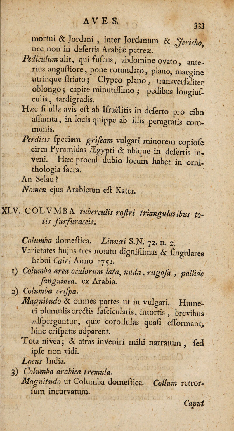 333 mortui 6c Jordani , inter Jordanum 6c Jericho, ncc non in defertis Arabias petreaj. Pediculum2i.it, qui fufcus, abdomine ovato, ante« rius angufHore, pone rotundato, plano, margine utrinque flriato; Clypeo plano , transverfaliter ob longo $ capite minutiffimo 5 pedibus longiuf- culis, tardigradis. Haec fi ulla avis efl ab Ifraelitis in deferto pro cibo affumta, in locis quippe ab illis peragratis com¬ munis. Perdicis fpeciem grifectm vulgari minorem copiofe circa Pyramidas iEgypti & ubique in defertis in- vcni* procui dubio locum babet in orni- thologia facra. An Selau? Nomen ejus Arabicum eft Katta. XLV. C 0 L V M B A tub er cutis roßri triangutaribus to~ tis furfuraceis, Columba dom efl i ca. Linncei S. N. 72. n. 2. Varietates hujus tres notatu dignüfimas & fingulares habui Cairi Anno 1751. 1) Columba area oculorum lata, nnda, rugofä , pallide fanguineay ex Arabia. 2) Columba crifpa. Magnitudo 6c omnes partes ut in vulgari. Hume- ri plumulis eredis fafciculatis, intortis, brevibus adfperguntur, qux coroilulas quafi efformant, hinc crifpatx adparent. Tota nivea; 6c atras inveniri mihi narratum , fed ipfe non vidi. Locus India. 3) Columba arabica tremula. Magnitudo ut Columba domeftica. Collum retror- fum incurvatum. Caput