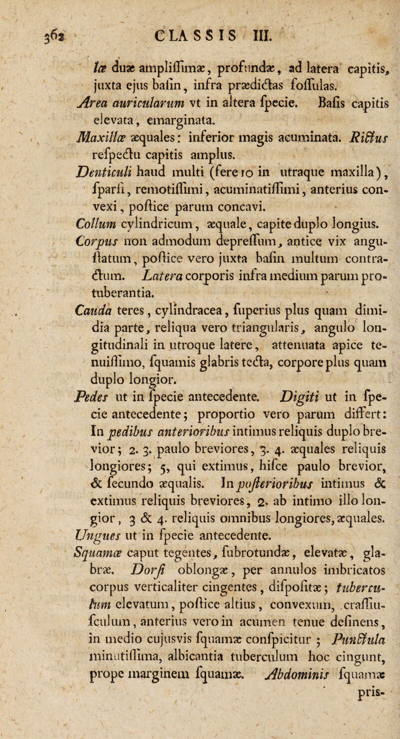 tce du« ampliffim«, profund«, ad latera capitis, juxta ejus baiin, infra prxdi&as foffulas. Area aiiriculanim vt in altera fpecie. Bafis capitis devata, emarginata. Maxillce «quales: inferior magis acumiiiata. Riffus refpe&u capitis amplus. Dmticuli haud multi (fereio in utraque maxilla), fparli, remotiiCmi, acuminatiflimi, anterius con- vexi, poftice parutn concavi. Collum cylindricum, «quäle, capite duplo longius. Corpus non admodum depreffum, antice vix angu- ftatum, poflice vero juxta bafin mültuin contra- dhun. Latera corporis infra medium parum pro- tuberantia. Cauda teres, cylindracea, fuperius plus quam dimi- dia parte, reliqua vero triangularis, angulo lon- gitudinali in utroque latere, attenuata apice te- nuiffimo, fquamis glabris tedla, corpore plus quam duplo longior. Pedes ut in lpecie antecedente. Digiti ut in fpe¬ cie antecedente; proportio vero parum differt: In pedibus anterioribus intimus reliquis duplo bre- vior; 2. 3. paulo breviores, 3. 4. «quales reliquis longiores; 5, qui extimus, hifce paulo brevior, Sc fecundo «qualis. In poßerioribus intimus Sc extimus reliquis breviores, 2* ab intimo illolon¬ gior , 3 Sc 4. reliquis omnibus longiores, «quales. Ungnes ut in fpecie antecedente. Squamce caput tegentes, fubrotund«, elevat«, gla- br«. Dorß oblong«, per annulos imbricatos corpus verticaliter cingentes , difpoiit«; tubereu- hm elevatum, pofiicc altius, convexum, crafTm- fcul um, anterius vero in acumen tenue definens, in medio cujusvis fquam« confpicitur ; Punffiula minutifllma, albicantia tuberculum hoc cingunt, prope marginem fquam«. Abdominis fquam« pris-