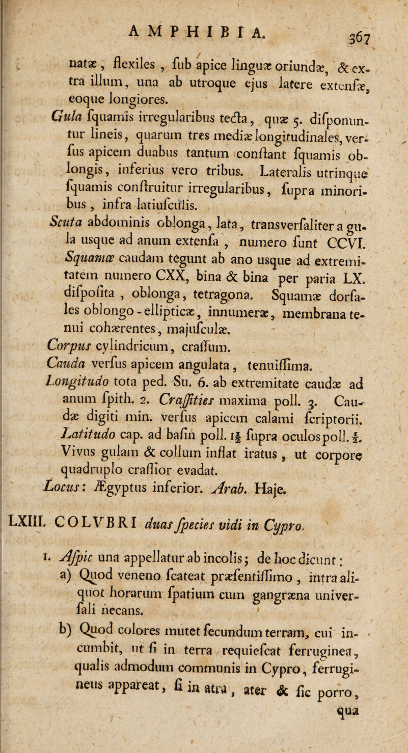 natas, flexiles , fub apice Jinguas oriundse, & ex¬ tra illum, una ab utroque ejus latere extenfx eoque longiores. Gula fquamis irregularibus te&a, quae 5. difponun- tur lineis, quartim tres inediae longitudinales, ver¬ fus apicem duabus tantum conftant fquamis ob- longis, inferius vero tribus. Lateralis utrinque fquamis conftruitur irregularibus, fupra minori- bus, infra latiufculis. Senta abdominis oblonga, lata, transverfaliter a gu- la usque ad anuin extenfa , numero funt CCVI. Squamce caudam tegunt ab ano usque ad extremi- tatem numero CXX, bina & bina per paria LX. difpofita , oblonga, tetragona. Squamae dorfa- les oblongo - ellipticae, innumeras, membranate- nui cohasrentes, majufculse. Corpus cylindricum, cralTum. Cauda verfus apicem angulata, tenuiffima. Longitudo tota ped. Su. 6. ab extremitate caudx ad anum fpith. 2. Craßties maxima poll. 3. Cau- dx digiti min. verfus apicem calami feriptorii. Latitudo cap. ad bafin poll. i§ fupra oculospolLf, Vivus gulam & collum inflat iratus , ut corpore quadruplo craflior evadat. Locus: iEgyptus inferior. Arah. Haje, LXIII. COLVBRI duasJpecies vidi in Cypro. 1. AJpic una appellatur ab incolis j dehocdicunt; a) Quod veneno feateat prarfenti/Iimo , intra ali¬ quot horarum fpatium cum gangraena univer- fali necans. b) Quod colores mutet fecundum terram, cui in» cumbit, ut fi in terra requiefeat ferrugunea, qualis admodum communis in Cypro, ferrugi- neus appareat, fi ia atra | ater & plc porro ^ qua