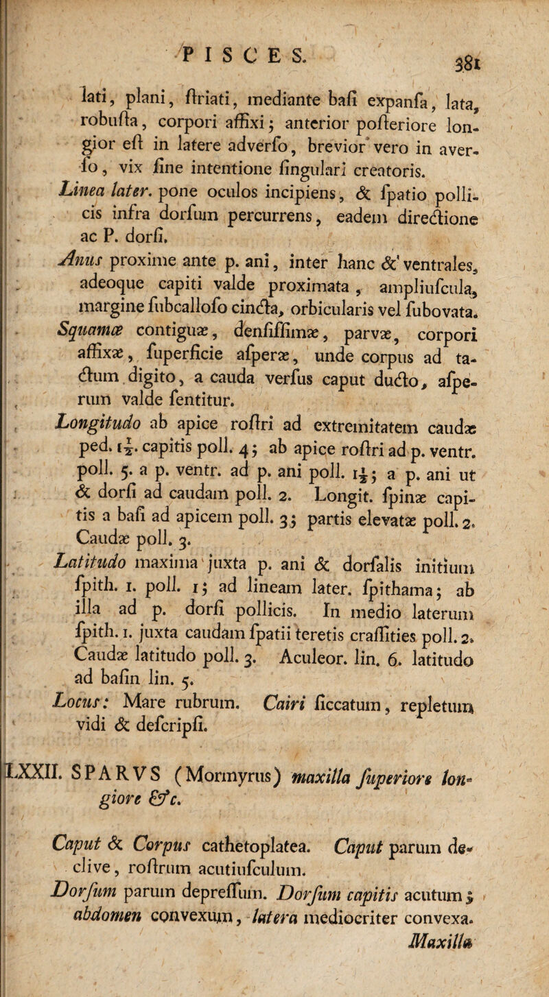 $8i kti, plani, ftriati, mediante bafi expanfa, lata, robufla, corpori affixi j anterior pofleriore Ion- gior eil in latere adverfo, brevior vero in aver- lo, vix fine intentione lingularl creatoris. Linea later. pone oculos incipiens, & fpatio polli- cis infra dorfum percurrens, eadein diredione ac P. dorfi, Anus proxime ante p. ani, inter hanc Sc ventrales, adeoque capiti valde proximata , ampliufeula, margine fubcallofo cinda, orbicularis vel fubovata* Squamce contiguse, denfiffimae, parvae, corpori affixae, fuperficie afperae, unde corpus ad ta- dum digito, a cauda verfus caput dudo, alpe- , rum valde fentitur. Longitudo ab apice roflri ad extremitatem caudas ped. capitis poll. 4; ab apice roflri ad p. ventr. poll. 5. a p. ventr. ad p. ani poll. a p* ani ut & dorli ad caudam poll. 2. Longit. fpinae capi¬ tis a bafi ad apicem poll. 3; partis elevatas poll. 2. Caudas poll. 3. Latitudo maxima1 juxta p. ani Sc dorfalis initium fpith. 1. poll. 1; ad lineam later, fpithama; ab illa ad p. dorfi pollicis. In medio laterum fpith. 1. juxta caudam fpatii teretis craflities poll. 2» Caudae latitudo poll. 3. Aculeor. lin. 6. latitudo ad balin lin. 5. Locus: Mare rubrum. Cairi ficcatum5 repletum 1 vidi Sc deferipfi. jLXXII. SPAR VS (Mormyrus) maxilla fuperiore Ion- giore &fc. Caput Sc Corpus cathetoplatea. Caput parum de* clive, roflrum acutiufculum. Dorfum parum deprellum. Dorfum capitis acutum | abdomen convexum, lat era mediocriter convexa. Maxilla