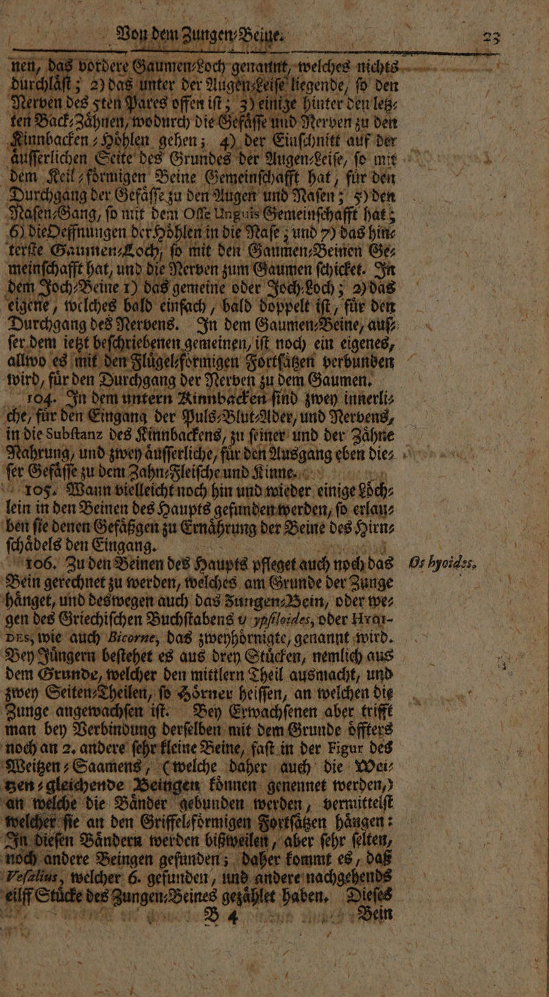 | t; 20 das en | | Pare ft, 3) einige hinter den letz⸗ ga he od ie E Gefäſſe und Nerven zu den Alec &amp; 125 gehen; 40 der Einſchnitt auf der len d haft hat, fü dem Keil foͤrmigen Beine Gemein yafft hat, für den Na 75 der efäffe zu den Augen und Naſen; §) den Naſen⸗Gang, ſo mit dem Offe Unguis Gemeinſchafft hat; 60 Fern der Hohlen i in die Naſe; und 7) das hin⸗ terſte e e ‚fo mit den Gaumen; Beinen Ge⸗ u chafft hat, un Die Rom zum Gaumen ſchicket. In och⸗Beine 1) das gemeine oder Jos Loch; 2) das EU „welches bald einfach, bald doppelt iſt, für den allwo es uͤgelfoͤrmigen Fortſaͤtzen verbunden wird, für: den 125 0 hgang der Nerven! u dem Gaumen. n dem u | l den Eingang der Puls⸗Blut⸗Ader, und Nerbens, ir die Subflanz des Kinnbackens, zu ſeiner und der Zähne Nahrung, und zwey aͤuſſerliche, we Ausgang eben die⸗ ſer Gefaͤſſe zu dem Zahn⸗Fleiſche und Kinn. 105. Wann vielleicht noch hin und wieder einige eköch⸗ Bi in den Beinen des Haupts gefunden werden, ſo erlau⸗ ben fie denen Gefaͤßgen zu Ernährung der Beine des Ar ſchabeis den Eingang. 106. Zu den Beinen des haupts pfleget auch noch das Bein gerechnet zu werden, welches am Grunde der Zunge haͤnget, und deswegen auch das Zungen⸗ Bein, oder we⸗ gen d des Griechiſchen Buchſtabens .) loides, oder Hrar- Des, wie auch Bicorne, das zweyhdrnigte, genannt wird. Bey Juͤngern beſtehet es aus drey Stuͤcken, nemlich aus dem Grunde, welcher den mittlern Theil ausmacht, und zwey Seiten, Theilen, ſo Horner heiſſen, an welchen die Zunge angewachſen iſt. Bey Erwachſenen aber trifft man bey Verbindung derſelben mit dem Grunde oͤffters noch an 2. andere ſeh r kleine Beine, faſt in der Figur des Weitzen⸗ Saamens, welche. daher auch die Wei⸗ Ben gleichende igen koͤnnen genennet werden,) in welche die Baͤnder gebunden werden, vermittelſt welcher ug an den Griffelförmigen Sortfägen hängen : In diefen Bändern werden bißtveiler , aber ſehr ſelten, gefunden ; daher kommt es, daß S 7 8 15 es „Dieses er Se Pay Yale en. 1 4 N N . * Pr Os hyoid:s,