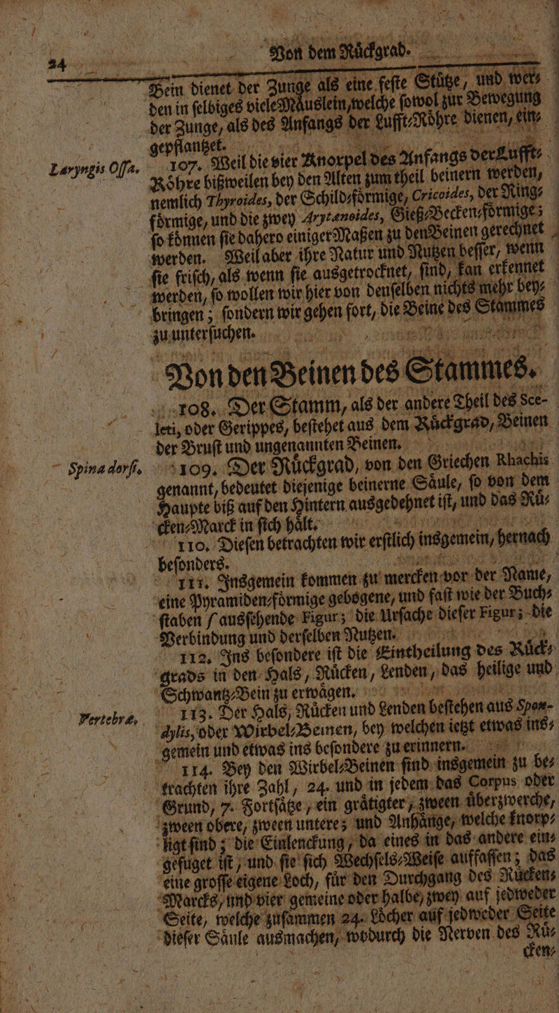 Pina don. Fertebræ, De Gerippes, beſtehet aus dem R der Bruſt und ungenannten Deinem 3109. genannt, bedeutet diejenige beinerne Säule, f von dem Haupte biß 5 den Fr 7 ausgedel chnet ien und das Rü⸗ beſonders 5 115. e Halt Rücken und ee 3 5 leber, zween unbeek 8 Singen‘ ligt ſind; die Einlenckung, da eines un dns andere — gefuget iR; „und ſie ſich Wechſels⸗ se eine groſſe eigene Loch, fuͤr den Durchgang Marcks, und vier . emeine 8 auf dee Seite, welche yuf 24. Löcher auf ſedwe N Saͤule eisen, web die Nerben a: uͤ⸗ i ver 3 5 — —