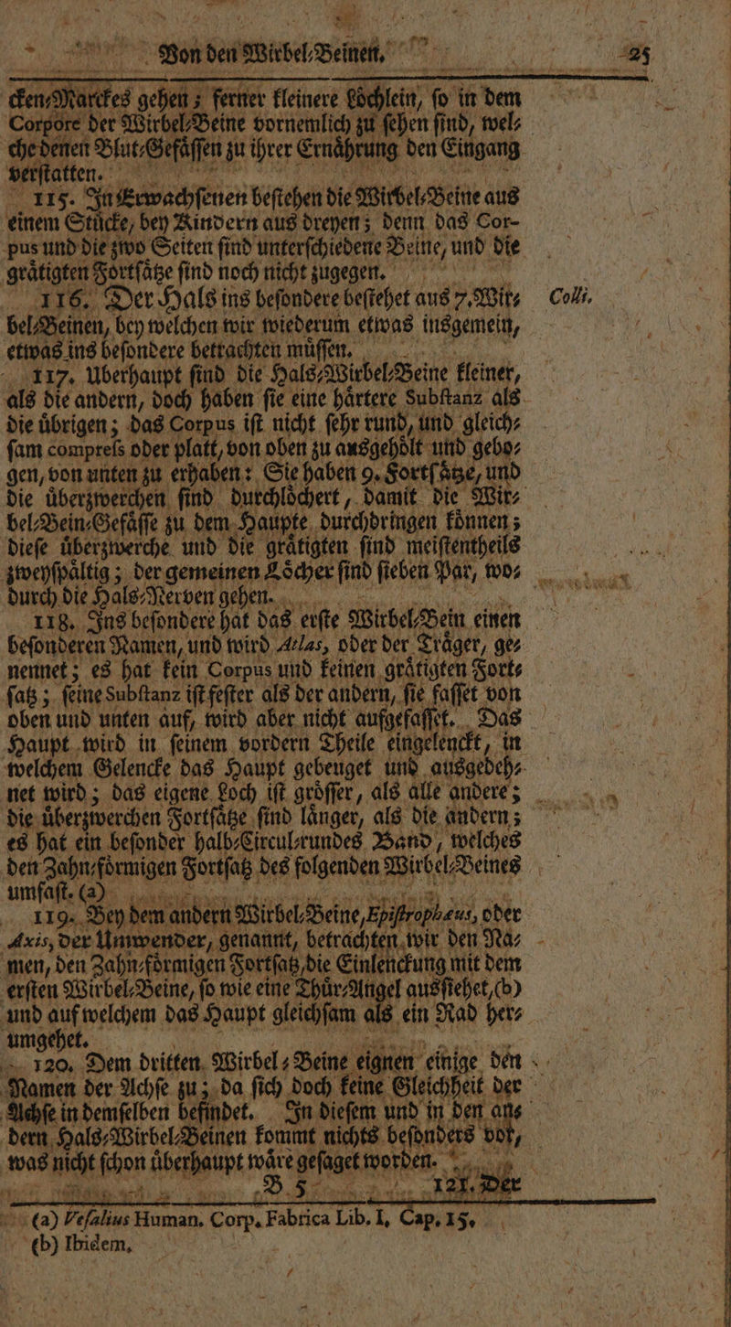 bu Br ee N © on den Wiel Sent. chen ferner kleinere Loch nen Blat efä ffen zu ihrer Ernahku ee 8 Ju erwachſenen beſtehen die Wichel Beine aus einem Stücke, bey Kindern aus dreyen; denn das Cor- ‚geätigten Fortſatze find noch nicht zugegen. 1 16. Der er Hals! ins beſondere beſtehet aus 7. Wit bel⸗Beinen, bey welchen wir wiederum etwas insgemein, etwas ins beſondere betrachten muͤſen. 117. Überhaupt find die Hals, Witbel Beine kleiner, die übrigen; das Corpus iſt nicht ſehr Eike und gleich; ſam comptefs oder platt, von oben zu ausgeht oͤlt und 49 08 gen, von unten zu erhaben: : Sie haben 9. Cortſ Ag e und bel⸗Bein⸗Gefaͤſſe zu DEU ANB durchdringen fönnen ; dieſe überzwerche und die gräfigten find meiſtentheils durch die Hals⸗Nerven gehen. Coll, nennet; es hat kein Corpus und keinen groͤtigten Fort⸗ ſatz; feine Subftanz iſt feſter als der andern, fie ie faſſet von Haupt wird in ſeinem vordern Theile einge lenkt, in „in die übergiverchen Fortſatze find länger, als die andern; es hat ein beſonder halb⸗Circul⸗ rundes Band, welches umfaſt er ar 7 Tr RR . | den andern Wirbel, Beine, Epi ebe, oder de der Alm ne 1 5 Eee den Ra, a umgehet. r ee 120, Dem dritten Wirbel Beine let eint 1 0 Namen der Achſe dust ſich doch keine Gleich sa Achſe in demſelben befindet. In diefem und Bi 17 ans dern Hals, „Wirbel⸗Beinen Font nichts 92 5 85 35 was niht ſchon übe haupt N | % 1155 Seal, Ser Corp Fabrica Lib. 1 - a er 5 f