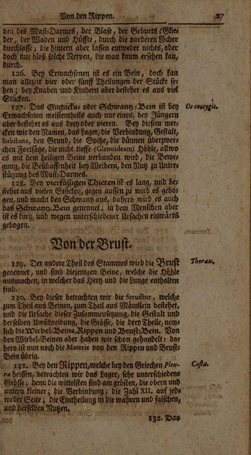 vorderen Löcher 8 Be Erwachſenen iſt es iR Bi 1950 ah man allezeit vier oder fünff Theilungen der Stücke fe, hen; 0 und Kindern aber beſtehet es aus viel Den EN tie Das Gugucks⸗ oder Schwantz⸗ Vein fe ben Erwachſenen meiſtentheils auch nur eines, bey Juͤngern aber beſtehet es aus nn Bey dieſem mer; cken wir den Namen, das Lager, die Verbindung, Geſtalt, Subſtanz, den Grund, die Spitze, die duͤnnen überzwer⸗ chen Fortſätze, e ‚(Glenoideam). dhl eallwo es mit dem heiligen Beine ve bunden wird, die Bewe⸗ 128. a f 19 05 ite 1 und be⸗ . a AA a 25 10 129. 17 — Andere be chel. des a 00 die Bruſt Im a en, in welcher das Vert und die Lunge enthalten ud. Inn sit In 1 l 80 a An Getsarhten wir die nuch, 1 welch € zum Theil aus Beinen, zun 1 Theil aus Mäuslei n bestehe, ns rue ee Zuſan ee ah und erfelben ‚eibung, die Groͤſſe, die drey Theile, nem⸗ lich die Wirbel Beine Ni B 0 Senn nun noch Die Materie von den. Rippen und Bruſt⸗ in ůͤbrig. re heiſſen, betrachten wir das Lager, ſehr unterſchiedene ue en die mittelften find amgröften, die obern undd nen nner dee Berbindungz die Zahl XII. hi RR weder Sei U bahren un ir Wed gegen URN. =...) \ Thorax,
