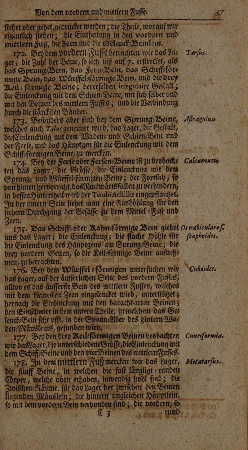 {9 ve 1 * . zedruͤcket werden; bie Theile, worauf wir N en; die 80 in N vordern und rn Fuß, die een und die Gelenck⸗ Heinlein. 2. Bey dem ordern uf eraden wir das La⸗ Tarfs. ah der? 1 auf 7. erſtrecket, als ’ ung⸗Bein, das Konad ein, das Schiff⸗foͤr⸗ ein, das N de e Bein, und die dren eil foͤrmige Beine 55 dererſel en irregulaire Geſtalt: die Einleni kung mit dem EL, mit fich ſelber un mit den Beinen des mittlern Fuſſes Reg; und die Verbindung * N Fr ar N enennet wird, has Lager, dir Geſtalt, dem 1 Waden⸗ und Schien, Bein und uptgen fuͤr die Einlenckung mit dem ine, zu mercken. 2 er oder Serſen Beine iſt zu beobach Callanum die Groͤſſe, die Einlenckung mit dm Spr und N Wuͤrffel fd migen Beine; der Fortſatz ſo von hinten herd abe wärtsfallen zu Wender, in deſſen Hinte . Tendo Achillis eingepflautzet. In der inne 10 eite ſiehet man eine Aushoͤhlung fuͤr den gat 0 der Geſiſſe zn dem Mittel Fuß und de 1. der Ferſe Br | Sorgen 174. * TR 42 800 biff ;oder Kap, Bein giebet 0¹ 1 fe die Einlenckung des Ha uptgens ame prung⸗Beine; die drey vordern Seiten, ® die Hellformige S Beine aufnch⸗ mer, . ene! tn 1 Bey dem wͤrffel „Gagen wle, wir cual. as ds dee aͤuſerlichen Seite des vordern Fuſſes⸗ es das äuſſerſte Bein des mittlern Fuſſes, welches kleineſten Zeen eingelencket wird, unterſtuͤtzet; ie Einlenckung mit den benachbarten Beinen; hn In in dem untern Theile, in welchem das Ges in ſeh en, 15 0 A: e des wee e 1 Cuntiformia. — liegenden i die hint er Aae ® mit Du erben die —