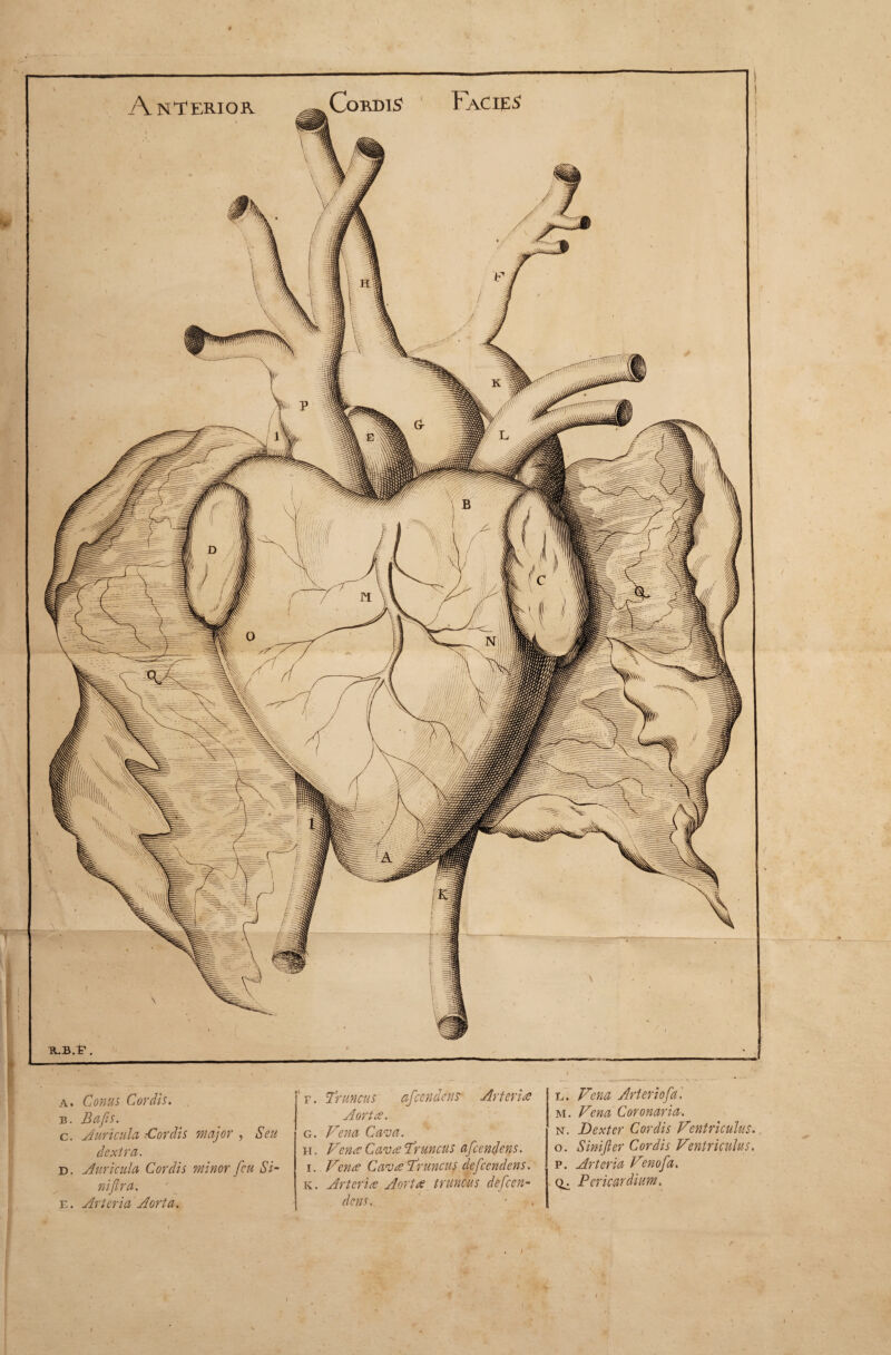 ■R.B.t'. Facies a. Conus Cordis. b. Bafis. c. Auricula Cordis major , Seu dextra. d. Auricula Cordis minor fcu Si- niftra. e. Arteria Aorta. ' f . 'Truncus afcendcns Arteria Aorta. g. Vena Cava. h. Vena Cava Truncus afcendens. i. Vena Cava Truncus defcendens. k. Arteria Aorta truncus defen¬ dens. l. Vena Arteriofa. m. Vena Coronaria. n. Dexter Cordis Ventriculus.. o. aSini fler Cordis Ventriculus. p. Arteria Venofa. Ck Pericardium.