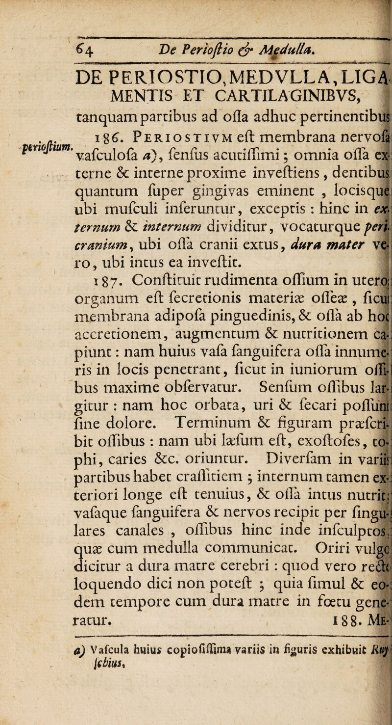 <4 De Pertoftio & Ale dulla* DE PERIOSTIO^MEDVLLA.LIGA MENTIS ET CARTILAGINIBVS, 1 tanquam partibus ad ofla adhuc pertinentibus . A. i$6. Periostivm eft membrana nervofa r valculola a), lenius acutiliimi 5 omnia olla ex¬ terne & interne proxime inveftiens , dentibus quantum fuper gingivas eminent , locisque ubi mufculi inferuntur, exceptis: hinc in ex¬ ternum & internum dividitur, vocaturque feri cranium, ubi olla cranii extus, dura mater ve¬ ro , ubi intus ea invertit. 187. Conftituit rudimenta ortlum in utero organum eft fecretionis materite orteae, rtcu membrana adipofa pinguedinis, &c orta ab ho accretionem, augmentum & nutritionem ca piunt: nam huius vafa fanguifera olla innume¬ ris in locis penetrant, ficut in iuniorum offi-i bus maxime obfervatur. Senium ortibus lar-; gitur : nam hoc orbata, uri & fecari portum1 fine dolore. Terminum & figuram prarfcri- bit ortibus : nam ubi lallum eft, exoftofes, to¬ phi, caries &c. oriuntur. Diverfam in variis r .1 11 nr.. •. • partibus habet craftitiem ; internum tamen ex *■ teriori longe eft tenuius, & offa intus nutrit;1 vafaque fanguifera & nervos recipit per fingu-1 lares canales , ortibus hinc inde infculptos, quas cum medulla communicat. Oriri vulgo dicitur a dura matre cerebri: quod vero redt loquendo dici non poteft j quia fimul & eo¬ dem tempore cum dura matre in foetu gene¬ ratur. 188. Me- a) Vafcula huius eopiofiffinu variis in figuris exhibuit Ruf \chms