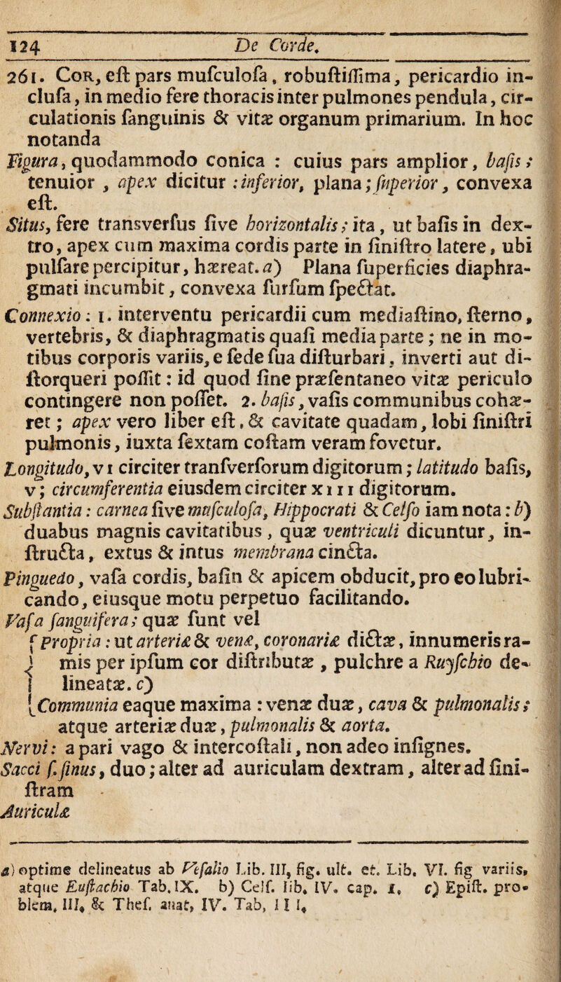 261. Cor, eft pars mufculofa t robuftiflima, pericardio in- clufa, in medio fere thoracis inter pulmones pendula, cir¬ culationis fanguinis 8t vitx organum primarium. In hoc notanda Tigttra, quodammodo conica : cuius pars amplior, bafis; tenuior , apex dicitur : inferior, plana; fuperior, convexa eft. Situs, fere transverfus five horizontalis; ita, ut bafis in dex¬ tro, apex cum maxima cordis parte in finiftro latere, ubi pulfarepercipitur, hxreat.tf) Plana fuperficies diaphra¬ gmati incumbit, convexa fiirfum fpeftat. 0 Connexio : 1. interventu pericardii cum medlaftmo, fterno, vertebris, 6t diaphragmatis quali media parte; ne in mo¬ tibus corporis variis,efedefuadifturbari; inverti aut di- ftorqueri polfit: id quod fine prxfentaneo vitx periculo contingere non pofiet. 2. bafis, vafis communibus cohae¬ ret ; apex vero liber eft * 8t cavitate quadam, lobi finiftri pulmonis, iuxta fextam coftam veram fovetur. Longitudo,vi circiter tranfverforumdigitorum; latitudo bafis, v; circumferentia eiusdem circiter x 111 digitorum. Sub flantia: carnea five mufculofa, Hippocrati & Celfo iam nota: b) duabus magnis cavitatibus , qux ventriculi dicuntur, in- ftrufta, extus & intus membrana cin£ta. Pinguedo, vafa cordis, bafin & apicem obducit, pro eo lubri¬ cando, eiusque motu perpetuo facilitando. Vafa [anguifera; qux funt vel f propria: ut arteria 6t venti, coronariti di&x, innumeris ra- f mis per ipfum cor diftributx, pulchre a Ruyfcbio de¬ lineate. 0 [Communia eaque maxima : venae dux, cava & pulmonalis t atque arteriae dux, pulmonalis & aorta. Nervi: a pari vago & intercoftaii, non adeo infignes. Sacci f finus, duo; alter ad auriculam dextram, alter ad fini- ftram Auriculti a) optime delineatus ab Cefaiio Lib. III, fig. ult. et. Lib. VI. fig variis» atque Euflachio Tab, IX. b) Celf. lib. IV. cap. I» c) Epift. pro* felem, III* & Thef. auat, IV. Tab, 11 I*