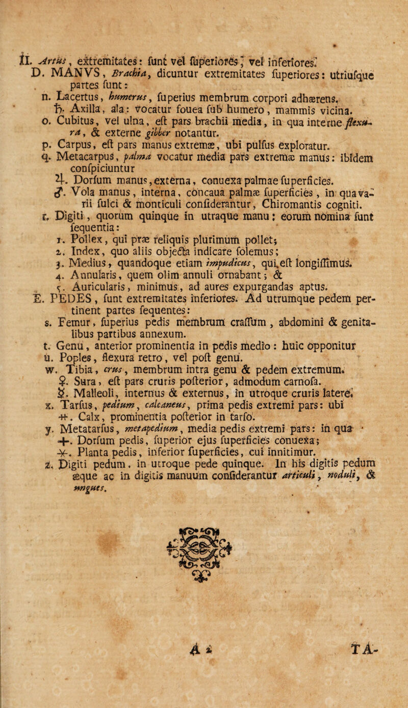 D. MANVS, Brachia, dicuntur extremitates fuperiores: utriufque partes funt r n. Lacertus, humerus, fuperius membrum corpori adhserens, t> Axilla, ala; vocatur fouea fub humero, mammis vicina. o. Cubitus, vel ulna, eft pars brachii media, in qua interne flexst- ra, & externe gibber notantur. p. Carpus, eft pars manus extremas, ubi pulfus exploratur. q. Metacarpus, palma vocatur media pars extremae manus: ibidem confpiciuntur 4. Dorfum manus, externa, conuexa palmae fu perficies. Vola manus, interna, concaua palmae fuperficies, in qua va¬ rii fulci & monticuli confiderantur, Cniromantis cogniti. r. Digiti, quorum quinque in utraque manu: eorum nOmina funt fequentia: i. Pollex, qui prae reliquis plurimum pollet; i. Index, quo aliis objedla indicare folemus; 3. Medius, quandoque etiam impudicus, qui,eft longifHmus. 4. Annularis, quem olim annuli ornabant; & Auricularis, minimus, ad aures expurgandas aptus. E. PEDES , funt extremitates inferiores. Ad utrumque pedem per¬ tinent partes fequentes : s. Femur, fuperius pedis membrum craftiim , abdomini & genita¬ libus partibus annexum. t. Genu, anterior prominentia in pedis medio : huic Opponitur u. Poples, flexura retro, vel poft genu. w. Tibia, crus, membrum intra genu & pedem extremum* ?. Sura, eft pars cruris pofterior, admodum carnofa. S- Malleoli, internus & externus, in utroque cruris lateret x. Tarfus, pedium, calcaneus, prima pedis extremi pars: ubi . Calx, prominentia pofterior in tarfo. y. Metatarfus, metapedium, media pedis extremi pars: in qua * +• Dorfum pedis, fuperior ejus fuperficies cOnueXa; Planta pedis, inferior fuperficies, cut innitimur. %, Digiti pedum. in utroque pede quinque. In his digitis pedum ggque ac in digitis manuum confiderantur articuli, noduli, ungues.