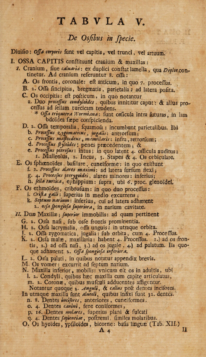 ' De Os filus in fpe cie. Diuilio: Offa corporis funt vel capitis, vel trunci, vel artuum. I. OSSA CAPITIS conftituunt cranium & maxillas: 1. Cranium, fiue caluaria: ex duplici conftat lamella, qua Diploe,^con¬ tinetur. Ad cranium referuntur 8. offa : A. Os frontis, coronale: eft anticum, in quo 7. proceffus. B. 2. Offa fincipitis, bregmatis, parietalia; ad latera pofita. C. Os occipitis: eft pofticum, in quo notantur a. Duo proceffus condyloides, quibus innititur caput': & alius pro¬ ceffus ad feliam turcicam tendens. * Offa triquetra Wormiana: funt osficula intra futuras, in lam bdoidea facpe confpicienda. D. 2. Offa temporalia, fquamofa : incumbunt parietalibus. Ibi b. Proceffus zygomaticus, jugalis: antrorfum; C. Proceffus mafio/deus , mamillaris: infra, retrorfum, d. Proceffus ftyloides; penes praecedentem; & e. Proceffus petrofus: intus; in quo latent 4. oflicula auditus: 1. Malleolus, 2. Incus, 3. Stapes & 4. Os orbiculare. E. Os fphcenoides, bafilare, cuneiforme: in quo exiftunt f. 2. proceffus alares maximi: ad latera furfum flexi; g. 4. Proces pus pterygoidei, alares minores: inferius; h. fella turcica, ephippium: fupra, ubi proc. glenOideL F. Os ethmoides, cribrofum: in quo duo proceffus: i. Crifla galli: fuperius in medio excurrens; k. Septum narium: inferius, cui ad latera adhaerent i. osfa fpongiofa fuperiora, in narium cavitate. //. Duas Maxillae; fuperior immobilis: ad quam pertinent G. 2. Osfa nafi, fub osfe frontis prominentia. H. 2. Osfa lacrymalia, offa unguis: in utraque orbita. T. 2. Offa zygomatica, jugalia: fub orbita, cum 4. Proceffus. K. 2. Osfa malae, maxillaria: habent 4. Proceffus. 1.) ad os fron¬ tis, 2.) ad offa nafi, 3.) ad os jugale , 4.) ad palatum. Iis quo¬ que adhterent 2. Offa fpongiofa inferiora. L. 2. Osfa palati, in quibus notatur appendix brevis. M. Os vomer: excurrit ad feptum narium. N. Maxilla inferior, mobilis: vnicum eft os in adultis, ubi l. 2. Condyli, quibus haec maxilla cum capite articulatus, m. 2. Coronae, quibus mufculi adducentes affiguntur. Notantur quoque 2. Anguli, & callus poft dentes incifores* In utraque maxilla funt alueoli% quibus infixi funt 32. dentes. n. 8. Dentes indfores, anteriores, cuneiformes. o. 4. Dentes canini, fere coniformes, p. 16. Dentes molares, fuperius plani <& fulcati q. 4. Dentes fapientiae, poftremi, fimiles molaribus. O. Os hyoides, ypfiloides, bicorne: bafis linguae (Tab. XII.J
