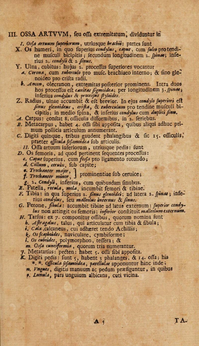 III. OSSA ARTVVM, feuofla extremitatum; dividuntur in /. Osfa artuum [upenorum, utriusque brachii: partes funt X. Os humeri, in quo fuperius condylus, caput, cum fulco pro tendi¬ ne mufculi bicipitis; fecundum longitudinem z, [pinae\ infe-. rius z. condyli & z finus, Y. Ulna, cubitus: hujus z. procefTus fuperiores vocantur a, corona, cum tuberculo pro mufe. brachiaeo interno; & fino gle- noideo pro crifta radii. b. Ancon, olecranon, extremitaspofterior prominens. Intra duos hos proceflus eft cauitasfigmoidea\ per longitudinem ^ [pinae i inferius condylus ftoctsjus fyloides. 7j% Radius, ulnae accumbit & eft brevior. In ejus condylo fuperiori eft finus glenoideus , crijla, & tuberculum pro tendine mufculi bi¬ cipitis; in medio fpina, & inferius condylus cum duplici finu, A. Carpus: conftat S.ofliculis difformibus, in z. feriebus. B. Metacarpus, habet 4. offa fibi appofita, quibus aliqui adhuc pri¬ mum pollicis articulum annumerant. C. Digiti quinque, tribus gaudent phalangibus & fic 15. ofliculisj praeter ojpcula fefamoidea fub articulis. ii. Ofla artuum inferiorum, utriusque pedis: funt D. Os femoris, ad quod pertinent fequentes proceflus: c. Caput fuperius, cum fisfa pro ligamento rotundo; d. Collum, ceruix, fub capite; *. Trochanter maior, 1 .... f. Trcchmter minor, J ptoimnentiae fab cermce» g. z. Condyli, inferius, cum quibusdam finubus. £. Patella, rotula, mola, incumbit femori & tibiae.' F. Tibia: in qua fuperius z. finus glenoidei\ ad latera 1, [pinae; infe¬ rius condylus, feu malleolus internus & finus, G. Perone, fibula: accumbit tibiae ad latus externum: fuperior condy¬ lus non attingit os femoris; inferior conftituit malleolum externum, H. Tarfus: ex 7. componitur oflibus, quorum nomina funt h. Ajlragalus, talus, qui articulatur cum tibia & fibula; i. calx,calcaneus, cui adhaeret tendo Achillis; kj Osfcaphoides, naviculare, cymbiforme; /. Os cuboides, polymorphon, teflera; & m. Osfa cuneiformia, quorum tria numerantur. f. Meta tarfus: petten: habet 5. offa fibi appofita. K. Digiti pedis: funt 5, habent 3 phalanges, & 14. offa; his *. *. ojfcula fefamoidea, patellulae apponuntur hinc inde; n. Vngues, digitis manuum ac pedum praefiguntur, in quibus P. Lunula, pars unguium albicans, cuti vicina.