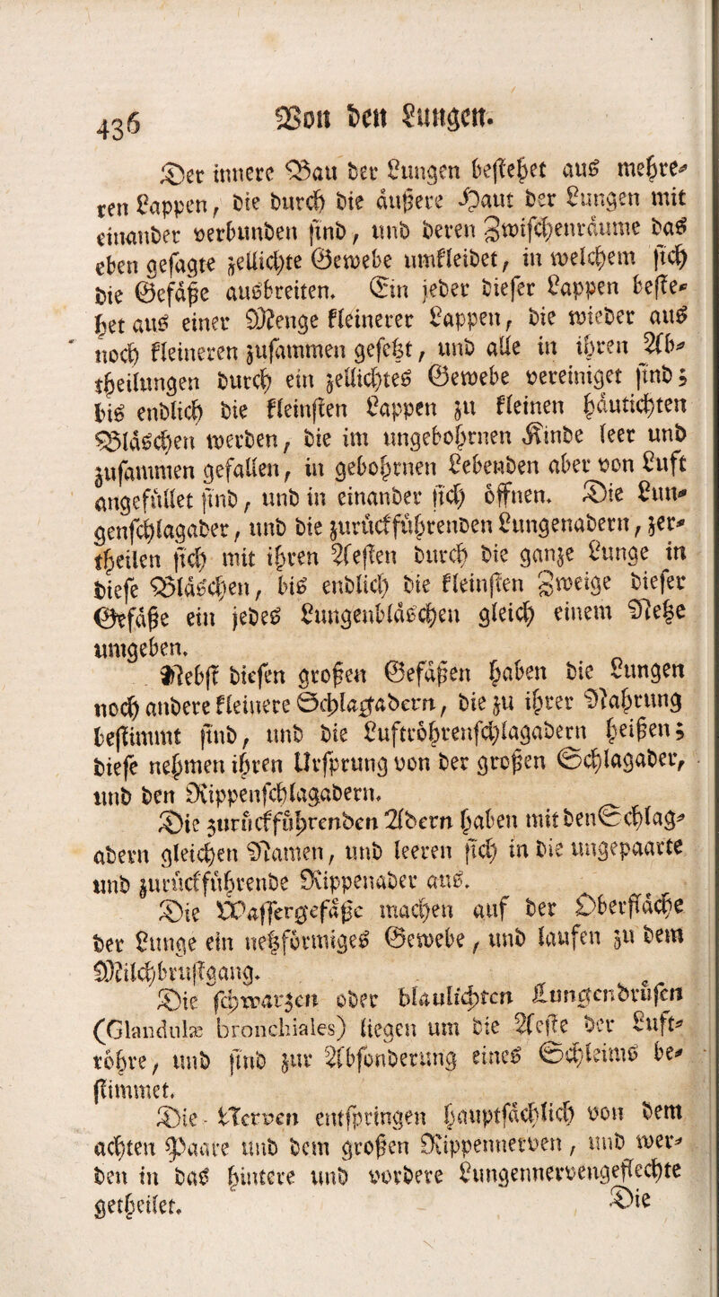 ©er innere Q3au ber Einigen k(!e|et au£ mehre* ren Sappen, bie burch bie dunere £)aut ber Sangen mit einander berbtmben finb, unb bereu gwtf^enräwne ba£ eben gefügte flüchte ©ernebe umHeibet, in welchem ftd) bie ©efdfe auebreitem ©n jeher biefer Sappen befüe* |et ata? einer 93?enge feinerer Sappen, bie mieber au$ noch Heineren jufammen gefefet, unb alle in ihren 2(b* Teilungen burch ein ielBc&tetf ©emebe bereiniget jtnb; enbltch bie fleinfien Sappen ju Keinen ^dutic^ten 93ld6d)en werben, bie im ungebahnten Ätnbe leer unb jufammen gefallen , in gebahnten Sebenben aber bau Suft angefüllet fmb , unb in einanber fid) offnem Sie Sun* genfd?lagaber, unb bie jurficff&hr’enben Stmgenabern, *er* feilen ftd) mit ihren 2fe(?en burd) bie ganje Sunge in triefe 93W$c$en, bis enblid) bie fleinfien gweige biefer ©efdfe ein jebeä SmtgenWdPcheu gleid) einem 97e|e umgeben, flebft biefen grafen ©efdfen %aben bie Sungen noch anbere Heinere ©4>lagabccn, bie ju ihrer Nahrung beflimmt ftnb, unb bie Suftc6hrenfd)lagabern heißen; biefe nehmen ihren Urfprung bau ber grafen ©chlagaber, unb ben Üvippenfchlagaberm ©ie ^unlcffölwenben Albern hüben mit ben©d)lag* abern gleichen Flamen, unb leeren ftd) in bie ungepaarte unb |urücffu^renbe Duppenaber ai\$. ©ie Waffer0efafc machen auf ber Oberfläche ber Sunge ein ueffförmtge£ ©ewebe , unb laufen $u bem SRild)bruf?gang, f ©ie fchxparjcn aber Waulidmat Hungcnorujcit (Glandulae bronchiales) liegen um bie 2Teffe ber Suft* rohre/ unb ftnb juv Sfbfonbetung eines ©d)kimb be* flimmet, ©te - STcruen ettffpttngen fhiuptfdcJ>lic& bon bem achten $paate unb bem grafen Dftppemietben, unb wer* ben in ba$ (hintere unb barbere SungennevbengejTechte getheilet -