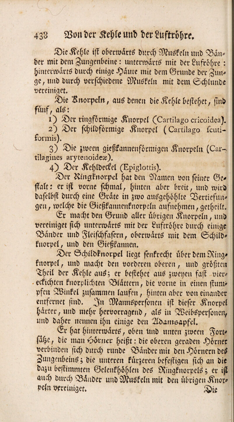 ©ieÄehle if! obetrtudrtö bWch'SRuäfeln unb <33drt* ber mit bem gungenbetne: untenpdrttf mit ber £ufr66re: hinterwärts burd) einige Apatite mit bem ©runbe bet* gun* ge, tmb burd) vetjehiebene SOfuSfeln mit bem ©cfüunbe vereiniget ©ie Knorpeln, aus betten bie Slt^k feejtehet, jtnb fünf, de’: 1) ©er ringförmige Knorpel (Cartilago cricoidea). 2) ©er fcf)tlbformige Knorpel (Cartilago fcuti- formis). 3) stveert gieffannenformtgen Knorpeln (Car-, tilagines arytenoide©* 4) ©er Jtehlbecfel (Epiglottis). ©er Km^frrorpel hat ben tarnen von feiner ©e* ffalt: er ijt vorne fcf)mal7 hinten aber breit, unb wirb bafeibft burct) eine ©rate in jwo auSgehohlte SBertieftm* gen, welche bie ©iepfannenfnorpeln aufnehmen, get&eilt ©r macht ben ©runb aller übrigen Jfnorpeln, unb vereiniget ftd> unterwärts mit bet* Cuftro^re burct) einige SSdnber tmb Sleifchfafern, oberwdrtS mit bem ©chilb* fnorpel, tmb ben ©teffannem ©er Ödulbimocpel liegt fenfrecht über bem 9ung* fnorpel, unb macht ben vorberen oberen, unb größten v<6eil ber Äej)le auS; er befielet aus jwepen faff vier* - ecftesten fnorplichten QMdttern, bie vorne in einen jfttm> pfen SBinfel jufammen laufen, hinten aber von einanber entfernet fmb» SRatinSpcrfonen i|t biefer Knorpel harter, unb mehr hervorragenb, als in QBeibSperfonen, unb baher nennen ihn einige ben SlbameapfeE ©r hat hinterwärts, oben tmb unten jween ^ort* fd|e f bie man K>omcv fyi$t: bie oberen geraben ©ferner verbtnben fid) burch runbe QMnber mit ben ©fernem beS SungenbeinS; bie unteren fürjeren befefügen (ich an bie ba,5U befftmmten ©elenfhfehlen beS £Kmgfnorpe(S; er i(! auch burch Zauber unb QÄuSfeln mit ben übrigen Änot* Pdn vereiniget» ©i^