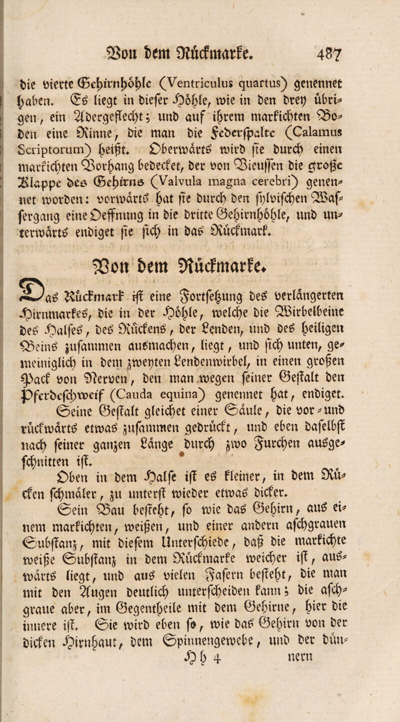 bie Diette ©ef)irnl)0i?le (Ventriculus quartus) genennet | £abem liegt in tiefer ^6&le, wie in ben btret) übrv* gen, ein 2iberge|Tecf)t; uttb auf ijjrem marfic^ten £5o* ben eine Sumte, bie man bie ^eberfpaltc (Calamus Scriptorum) £eift £>berwdrt6 wirb fte burdj) einen marficfften QSorlwng bebecfet, bet* t>on Q5ieuf]cn bie cfrofe ISIappe beö (Betyivne (Valvula magna cerebri) genen* net worben: vorwärts £at fte burcf) ben fpftnfcfyenQBaf f fergang eine Oeffnung in bie brüte @e|)itn|j6&le, unb un* terwdrt£ enbiget fte fiel? in ba£ Övücfmarf* 13ßon &em 9tüdfmarfe» 50a£ KucEmatF jf? eine §ottfe§ung beS verlängerten dpinunarfe^, bie in bet* le, welche bie QBirbelbeme ipalfe£, be£ StucfenS, bet* Senben, unb be£ ^eiligen Q3ein6 jufammen autfmadjen, liegt, unb ftd) unten, ge* meiniglid) in bem jwepten Senbenwirbcl, in einen grofen ^)acf non Serben, ben man wegen feiner ©ejTalt ben pferbefd)weif (Cauda equina) genennet £at, enbiget ©eine ©efalt gleitet einer ©dule, bie oor*unb tucfwdrtö etwas jufammen gebrücft, unb eben bafelbjt nact) feiner ganzen Sange Surc^ jwo gurren auSge* fc^nitten ifi Oben in bem ^alfe tff es Heiner, in bem ÖvtV cfen formaler, $u ttnterf! wieber etwas bicfer* ©ein £$au befreit, fo wie baS ©e&irn, aus et* nem marficfyten, weifen, unb einer anbern afcfygrauen ©ubjlanj, mit biefem Unterfdf)iebe, baf bie marficfüe weife ©ubfanj in bem Ötücfmarfe weiset iff, aus* wdrtS liegt, unb aus bielen Wafern befleft, bie man mit ben 2fugen beutlic^ unterfdf eiben fann; bie afc§* graue aber, im ©egentfjeile mit bem ©efirne, hier bie innere ift. ©ie wirb eben f*, wie baS ©e^iru oon ber bicfen ^irnfmut, bem ©pinnengewebe, unb ber butt 4 nem