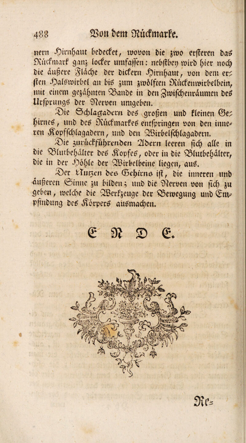 neun $mi£atit bebeefet, mooon bie jwo erfferen ba£ Svttcfmarf gan^ locfer umfaßen: nebffbep wirb £ier no$ bie andere $lddf)e ber biefern ^irnjjaut, oon bem er^ (len -Oaföwitbel an btö jum zwölften Stucfenwirbelbein, mit einem gejd^nten Q3anbe in ben §nnfcf)enrdumen be$ tlrfprungä bet Serben umgeben. Sie ©4)la$abem be£ großen unb flehten @e; ^itne^, ttnb be£ 9Micfmatfes> entfprincjen oon ben in ne* ren Äopffcltla^abetn f unb ben ^Birbelfc^lacjabetm ®ie $urud:füfyvenöen 2Ibem leeren |tcf) alle in bie Q3lutbef)dlter be£ Äopfe£, ober in bie $ölutbej)dlterf bie in ber i^olple ber QBirbelbeine liegen, au£* ®er^ timten bee (Beatme ijf, bie inneren unb äußeren feinne jtt hüben; unb bie Heroen tton fid) ju geben, midie bie QBerf jeuge ber QJeweguncj unb Qrnv pftnbung. be£ Äorper» aubmadjen* e sr s> e. n