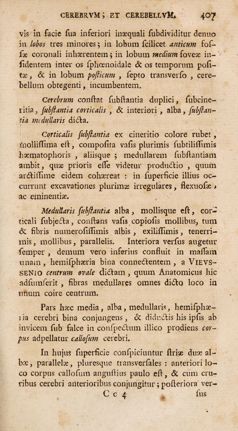 vis in facie fiia inferiori inaequali fubdividitur denuo in lobos tres minores ; in lobum fcilicet anticum fof- fx coronali inhaerentem; in lobum medium foveae in- fidentem inter os fphcenoidale & os temporum pofi- tae , & in lobum pofticum , fepto transverfo , cere¬ bellum obtegenti, incumbentem. Cerebrum conflat fubftantia duplici, fubcine- ritia, fubftantia corticalis , & interiori, alba, fubftan¬ tia medullaris didta. Corticalis fubftantia ex cineritio colore rubet, ftiolliflima eft, compofita vafis plurimis fubtiliflimis hxmatophoris , aliisque ; medullarem fubftantiam ambit, qux prioris efle videtur productio , quum ar&iflime eidem cohaereat : in fuperficie illius oc¬ currunt excavationes plurimae irregulares, flexuofae » ac eminentiae. Medullaris fubftantia alba , mollisque cft, cor¬ ticali fubjedta, conflans vafis copiofis mollibus, tum & fibris numerofiffimis albis , exiliffimis, tenerri¬ mis, mollibus, parallelis. Interiora verfus augetur femper , demum vero inferius confluit in maflam unam, hemifphxria bina connedlentem , a Vievs- SENio centrum ovale dicftam , quum Anatomicus hic adfumferit , fibras medullares omnes didlo loco in unum coire centrum. Pars haec media , alba, medullaris, hemifphx- 3 ia cerebri bina conjungens, & didudlis his ipfis ab invicem fub falce in confpedlum illico prodiens cor¬ pus adpellatur callofmn cerebri. In hujus fuperficie confpiciuntur ftrix duae al¬ bae, parallelae, pluresque tiansverfaies : anteriori lo¬ co corpus callofum anguflius paulo eft, & cum cru¬ ribus cerebri anterioribus conjungitur ; pofleriora ver- C c 4 fus