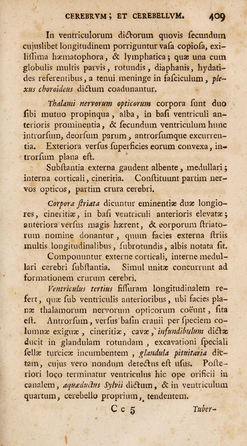 / * ' s , In ventriculorum didlorum quovis fecundum cujuslibet longitudinem porriguntur vafa copiofa, exi- liffima haematophora, & lymphatica; quas una cum globulis multis parvis, rotundis, diaphanis, hydati- des referentibus, a tenui meninge in fafciculum, ple¬ xus choroideus didtum coadunantur. Thalami nervorum opticorum corpora funt duo libi mutuo propinqua, alba, in bafi ventriculi an¬ terioris prominentia, & fecundum ventriculum hunc introrfum, deorfum parum, antrorfumque excurren¬ tia. Exteriora verfus fuperficies eorum convexa, in¬ trorfum plana eft. Subftantia externa gaudent albente, medullari; interna corticali, cineritia. Conftituunt partim ner¬ vos opticos, partim crura cerebri. Corpora firiata dicuntur eminentiae duae longio¬ res, cineritias, in bafi ventriculi anterioris elevatae; anteriora verfus magis liarent, & corporum firiato¬ rum nomine donantur , quum facies externa ftriis multis longitudinalibus, fubrotundis, albis notata fit. Componuntur externe corticali, interne medul¬ lari cerebri fubflantia. Simul unitae concurrunt ad formationem crurum cerebri. Ventriculus tertius filfuram longitudinalem re¬ fert, quas fub ventriculis anterioribus, ubi facies pla¬ nas thalamorum nervorum opticorum coeunt, fita eft. Antrorfum, verfus bafin cranii per fpeciem co¬ lumnas exiguae, cineritiae, cavae,infundibulum diclae ducit in glandulam rotundam , excavationi fpeciali fellae turcicae incumbentem , glandula pituitaria dic¬ tam, cujus vero nondum detedlus eft ufus. Pofle- riori loco terminatur ventriculus hic ope orificii in canalem, aquiducius Sylvii di dium, & in ventriculum quartum, cerebello proprium,4 tendentem. * C c 5 Tuber-