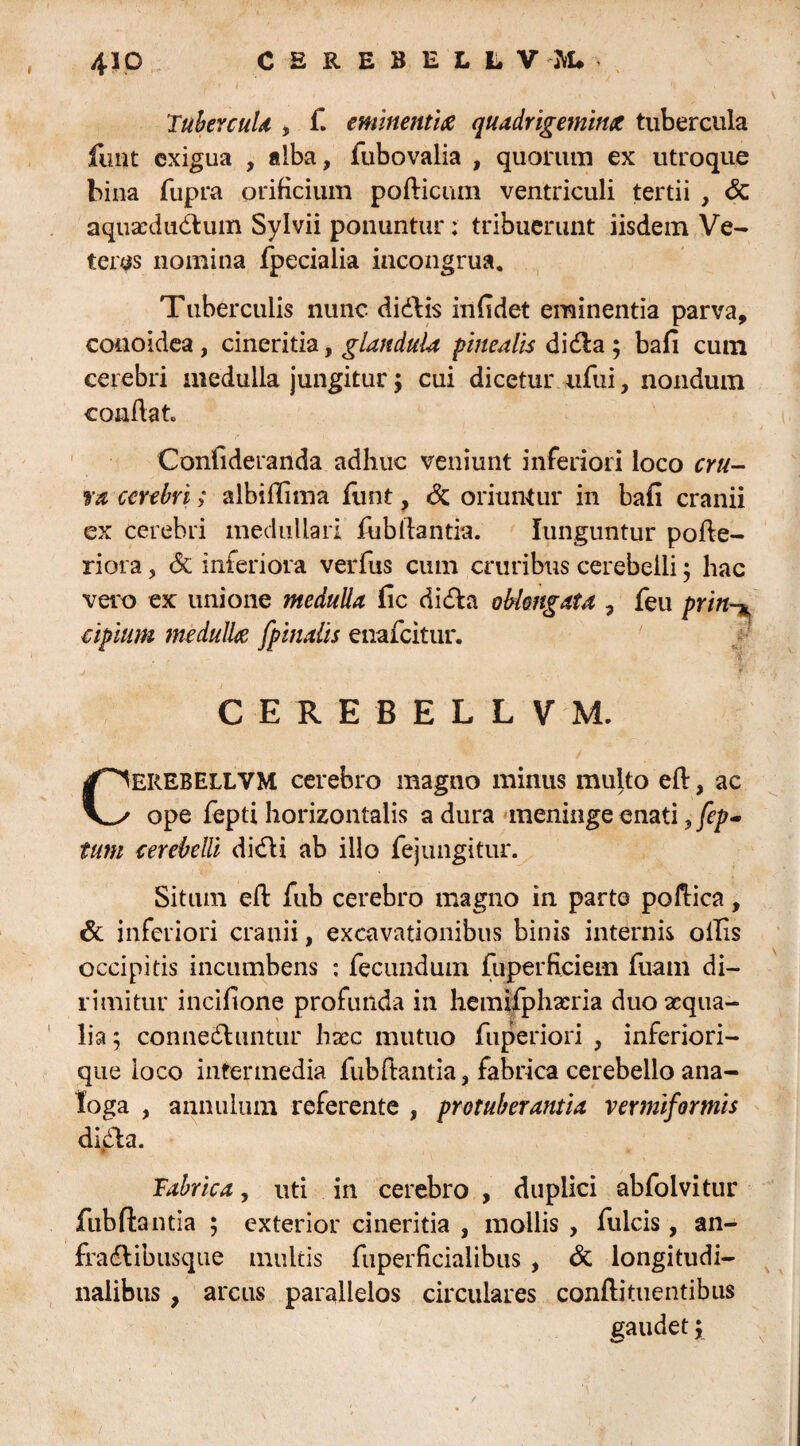 4io CEREBELLV -M* • TubereuU , f. eminentia quadrigemina tubercula funt exigua , alba, fubovalia , quorum ex utroque bina fupra orificium pollicum ventriculi tertii , & aquxdudlum Sylvii ponuntur: tribuerunt iisdem Ve¬ teras nomina fpecialia incongrua. Tuberculis nunc didlis infidet eminentia parva, conoidea, cineritia, glandula pinealis didla ; bali cum cerebri medulla jungitur; cui dicetur nfui, nondum confiat Confideranda adhuc veniunt inferiori loco cyu- ra cerebri; albifiima funt, & oriuntur in bafi cranii ex cerebri medullari fubliantia. funguntur polle- riora, & inferiora verfus cum cruribus cerebelli; hac vero ex unione medulla fic di dia oblongata , feu prin cipium medulla [pinalis enafeitur. CEREBELLVM. CEREBELLVM cerebro magno minus multo efi, ac ope lepti horizontalis a dura meninge enati ,fep- tum cerebelli didli ab illo fejungitur. Situm efi: fub cerebro magno in parte pofiica, & inferiori cranii, excavationibus binis internis ollis occipitis incumbens ; fecundum fuperficiem fuam di¬ rimitur incifione profunda in hemifphxria duo aequa¬ lia; connedhintur hxc mutuo fuperiori , inferiori- que loco intermedia fub liantia, fabrica cerebello ana¬ loga , annulum referente , protuberantia vermiformis didla. Fabrica, uti in cerebro , duplici abfolvitur fub flantia ; exterior cineritia , mollis , fulcis, an- fradlibusque multis fuperficiaiibus , & longitudi¬ nalibus , arcus parallelos circulares conllituentibus gaudet;