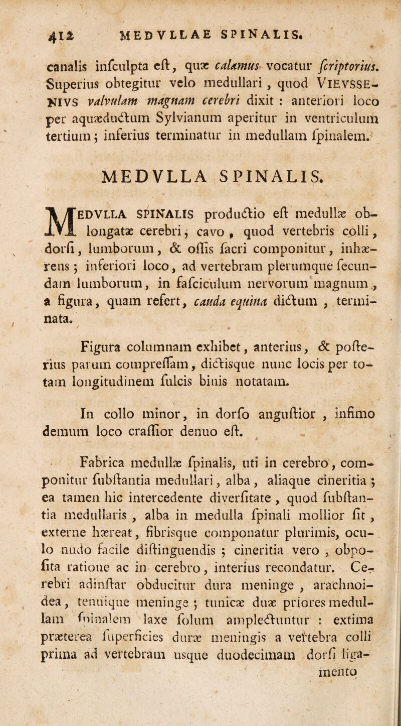 canalis infculpta cft, qux calamus vocatur fcriptorius. Superius obtegitur velo medullari , quod Vievsse- NIVS valvulam magnam cerebri dixit : anteriori loco per aquaeductum Sylvianum aperitur in ventriculum tertium 5 inferius terminatur in medullam fpinalem. MEDVLLA SPINALIS. EDVLLA SPINALIS productio efl medulla ob J. ▼ JL iongatx cerebri j cavo , quod vertebris colli, dorfi, lumborum, & ollis facri componitur, inhae¬ rens; inferiori loco, ad vertebram plerumque fecun¬ dam lumborum, in fafcicuiiim nervorum magnum , a figura, quam refert, cauda equina dictum , termi¬ nata. Figura columnam exhibet, anterius, & pofte- rius parum comprefiam, dictisque nunc locis per to¬ tam longitudinem fulcis binis notatam. V In collo minor, in dorfo anguftior , infimo demum loco crallior denuo eft. JL Fabrica medullas fpinalis, uti in cerebro, com¬ ponitur fubftantia medullari, alba , aliaque cineritia ; ea tamen hic intercedente diverfitate , quod fubfian- tia medullaris , alba in medulla fpinali mollior fit, externe has rea t, fibrisque componatur plurimis, ocu¬ lo nudo facile diftinguendis ; cineritia vero , obpo- fita ratione ac in cerebro, interius recondatur. Cer rebri adinfiar obducitur dura meninge , arachnoi¬ dea, tenuique meninge 5 tunicae duae priores medul¬ lam fninalem laxe folum amplectuntur : extima praeterea luperficies durae meningis a veftebra colli prima ad vertebram usque duodecimam dorfi liga¬ mento
