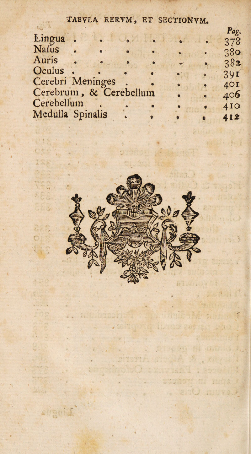 , , , X taevla rervm, et sectionym. Lingua Nafiis . . * Auris . . . . „ , Oculus .... a 4 Cerebri Meninges . Cerebrum, 3c Cerebellum Cerebellum . . . • , Medulla Spinalis * , , * Pag, 378 38o 382 391 401 406 410 412 <