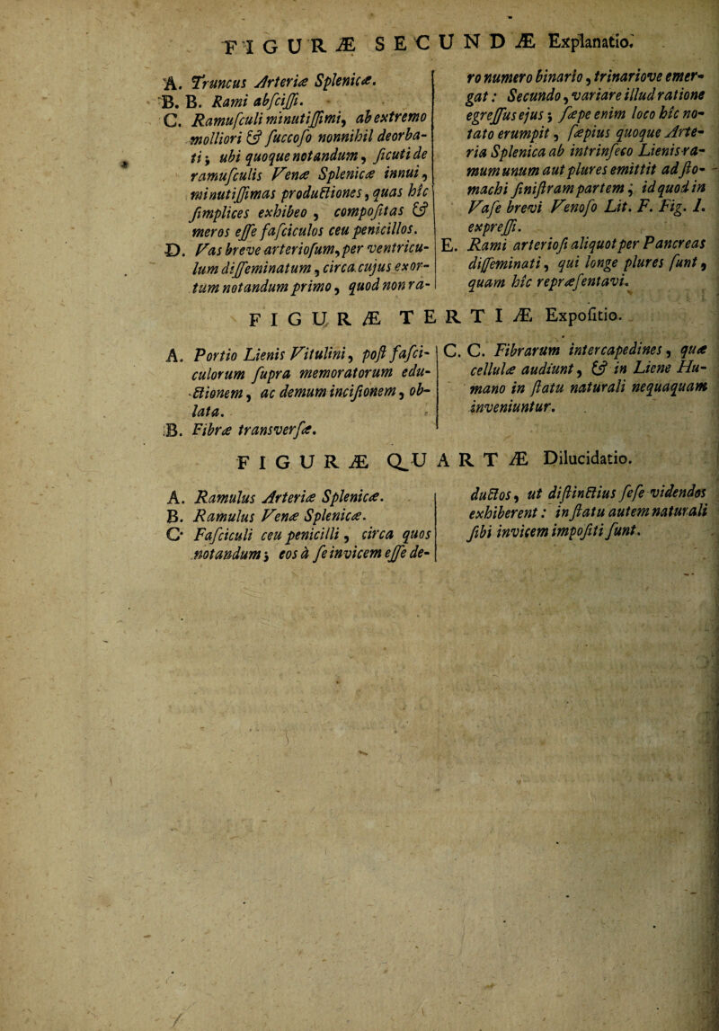 F I G U R iE S E C A. Truncus ylrieria Splenica* B. Rumi abfcijfi. C. RamufculiminutiJJimi^ ah extremo molliori £5? fuccofo nonnihil deorha- ti\ ubi quoque notandum^ ficutide ramufculis Vende Splenica innui ^ winutijjimus produBiones, quas hic ftmplices exhibeo , compofitas meros ejfe fafciculos ceu peniclllos. £). Vas breve arteriofum^per ventricu¬ lum dijfeminatum, circa, cujus exor¬ tum notandum primo, quod non ra- F I G U R /E TE A. Portio Lienis Vitulini^ poft fafci- culorum fupra memoratorum edu- ^Bionem 9 ac demum incijionem ^ ob¬ lata, :B. Fibrae transverfa, F I G U R M Q. U A. Ramulus ArteridS Splenicae, B. Ramulus Vende Splenicae, O Fafciculi ceu penicilli, circa quos mtandum 3 eos d fe invicem ej[e de- U N D ^ Explanatio*' ro numero binario, trinariove emer¬ gat : Secundo, variare illud ratione egrejfusejus y fdepeenim loco hic no¬ tato erumpit, flepius quoque Arte¬ ria Splenica ab intrinfeco Lienis ra¬ mum unum aut plur es emittit ad Jio- - machi Jiniftram partem:, id quod in ‘ Vafe brevi Vmofo Lit, F, Fig, L exprejji, E. Rami arteriofi aliquot per Pancreas difeminati, qui longe plur es funt, quam hic reprdefentavu R T I iE Expofitio. C. C. Fibrarum intercapedines, qua cellulde audiunt ^ in Liene Hu¬ mano in Jiatu naturali nequaquam inveniuntur, r A R T iE Dilucidatio. duBoSy ut diJiinBius fefe videndos exhiberent: in Jiatu autem naturali ftbi invicem impofiti funt.