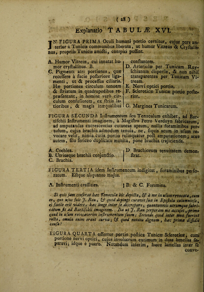 (i8 > } r ' . Explanatio T A BU LiE XVI. JN FIGURA PRIMA Oculi humani partio cernitur, cujus pars anv terior a Tunicis communibus liberata, ut humor Vitreus & Cryflalli* nus, propriis Tunicis ami&i, conipici poflint. A..Humor Vitreus, cui innatat hu mor cryftallinus, B. G. Pigmenti atri portiones , quse recellere a facie pofleriore liga¬ menti , ut & proceffus ciliaris. Hae portiones circulum tenuem & ftriatum in quadrupedibus re- praefentant, in homine verb cir¬ culum confufiorem, ex firiis la¬ tioribus , & magis inaequalibus conflantem. D. Arteriolae per Tunicam Ruy- Cchianam disperfae, & non nihili transparentes per Tunicam Vi¬ tream. E Nervi optici portio. F. Scleroticae Tunicae portio pofte* rior- G. Margines Tunicarum. j u ■* - s;.:. .0. ■■ w- . ' : • : j FIGURA SECUNDA loflrumentum feu Tenaculum exhibet, ad Bar- tifchii Inftrumenti imaginem, a Magiftro Petro Verduyn fabricatum, ad amputandas excrescendas cutaneas aptum,, nullis foraminibus per* tufum, cujus brachia admodum tenuia, ne,, fi quis acum in ufum re¬ vocare velit, nimia cutis portio relinquatur poft amputationem; acus ' autem, filo fericeo duplicato munita, pone brachia trajicienda. A. Cochlea. , I> Brachiorum tenuitatem demon? B. Utriusque brachii conjunQio. ftrat. C. Brachia. FIGURA TERTIA idem Inflrumentum. indigitat, foraminibus perfo¬ ratum. Eftque aliquanto majus. A. Inftrumenti crafllties. * | B. & G. Foramina. Si quis jam conferat hac Cenacula hic d epici a, & d me in ufum revocata, cum eo, quo ufus fuit J. Rau, & quod depingi curavit Jua in Epifiola c alumni ofa, ei facile erit videre> hac longe inter fe discrepare, quantumvis utrumque fabri* catum fit ad Bartifcbii imaginem. Ita ut J. Rau perperam me accufet, primo quod in ufum revocaverim inflrumentum fuum; Secundo quod inter mea fuerint re&a, omnia enim erant curva ; quod notatu dignum, hac prima diffidis caufa t . Li . . „ * EIGURA QUARTA offertur .portio poftica Tunicae Scleroticx, cum< portione nervi optici,, cujus involucrum extimum in duas lamellas fe* paravi j ldque e puero. Notandum interim, hasce lamellas inter fe conver