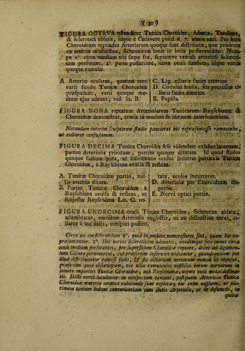 FIGURA OCTA VA oftenditur Tunica Choroidea, Adoata, Tendinea, & Selerotica ablatis, idque e Cadavere pueri d. 7. annos nati» Per hanc Choroideam myriades Arteriarum quoque funt diflributae, quae prodeunt ex arteriis ocularibus, Scleroticam binis in locis perforantibus: Nem¬ pe i°. circa medium ubi faepe fex, feptemve ramuli arteriali Scleroti¬ cam perforant, 2.V parte pofleriore, circa oculi fundum, idque variis quoque ramulis. A. Arteriae oculares, quarum rami varii fundo Tunicae Choroideae prpfpiciunt, varii quoque me¬ dium ejus adeunt, vid. liu B. C. Lig. ciliaris facies anterior. D. Circulus Iridis, feu procellus cfe liaris facies anterior. E. Pupilla. FIGURA NONA reptatum Arteriolarum Tunicarum Ruyfchiana? <& Choroidese demonilrat, crucis in modum fe invicem interfecamium. Notandum interlm fculptorem fiudio pauciores hic reproefentajfe ramusculos ? iut evitaret con fu/tonem* *?*> FIG U R A B E CIM A Tunica Choroidea fefe videndam exhibet laceratam J partim Arteriolis privatam, partim quoque ditatam. Id quod Audio quoque fadlum puta, ut luculentius oculos incurrat particula Tunipag t Choroideae, a Ruyfchiana avulfa & reflexa. A. Tunicae Choroideae portio, nul¬ lis arteriis ditata. B. Portio Tunicae Choroidea h Ruyfchiana avulfa & reflexa , ut fubje&a Ruyfchiana Lic. C. no¬ tata , oculos incurreret. D. Arteriolae per Choroideam dis< perfe. E. Nervi optici portio. FIGURA UNDECIMA oculi Tunica Choroidea, Selerotica ablata» adumbratur, omnibus Arteriolis negle&is, ut eo diltin&ius nervi, ci¬ liares a me di£li, confpici poflint. Circa eos cor fi far an dum 1°. quod in ambitu numerofiores (int> quam hic re* pr as lentantur. z°. Hos nervos Scleroticam adeuntes, eandemque fere omnes circa oculi medium perforantes, per fuperficiem Choroideae reptare, donec ad ligamen» tum Ciliare pervenerint, cuf%praefertim infer vir e videantur, quandoquidem per illud difiribuuntur ramo fi fafti, & fic ciliarium nervorum nomen iis impojui, fr& fer tim quod cbfervar am, vix ullos ramusculos vifibiles horum nervorum in itinere impertiri Tunicae Choroidea, aut Ruyfchiana?) utpote nullt motuideftina- tis. DiCti nervi luculenter in confpectum veniunt, pcjlquam Arteriolae Tunicae plu* , in %sf>oroide& w at ena ccracea rubicunda funt repletae j hoc enim neglecto, 1 rimum tantam habent convenientiam cum dictis Arteriolis > ut in defunc*