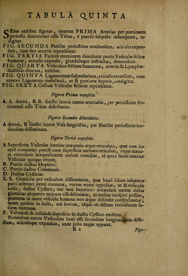 TABULA Q^U I N T A SEnas exhibet figuras, quarum PRIMA Arterias per portionem perioftii Anticnemii offis Tibiaj, e puerili fubjecto defumptam, in- digitat. FIG. SECUNDA Patellas perioftium tendinofum, aciculis expan* fum, cum fuis arteriis repraefentat. FIG. TERTIA Faciem interiorem dimidiatas partisVeficulaefelleas humanae , aciculis expanfas, glandulisque inftru&as , demonftrat. FIG. QJJ ARTA V eficulam felleam humanam, arteriis &Lymphas- du&ibus ditatam, exhibet. FIG. Q U IM T A Ligamentum fufpenforium, aciculis extenfum, cum annexo Ligamento umbilicali, ut 8c portione hepatis, *indigitac. FIG. S EXT A Collum Veficulas Bilarise reprasfentat. Figura Prima expofttie. A. A. dextri, B. B. finiftri lateris ramus arteriofus, per perioftium An* ticnemii offis Tibias diftributus. Figura Secunda diluet dat ios A dextri, B finiftri lateris Vafa fanguiflua, per Patella; perioftium ten» dinofum difleminata. Figura Tertia expofttio. * . A Superficies Veficulas interior inaequalis atque reticulata, quae non in* epte comparari poteftxum fuperficie melonis reticulati, cujus textu¬ ra reticulaiis inaequalitatem meloni conciliat, id quod faciei internae- Veficulas quoque evenite B. Portio dudius Hepatici.' C. Portio dudhis Communis. . D. Dudlus Cyfticus.* E. E. Glandula; per veficulam difleminatas, quae haud folum inhasrentt parti inferiori jecori connata, verum etiam oppofitae, ut Scveficuke C?^°j51Cyftico’ nec non ^ePatico* notandum autem didtas* glandulas aliquanto majores effie delineatas, ut melius confpici poffint, prasterea in omni veficula humana non asque diftincte confpiciuntur, quam quidem in fuilla, aut bovina, idque ob didtam reticulatam Fa—1 ciem internam. ya^vu|°^ 6c cellulofadispofitio in duftu Cyftico exiftens. .** Notandum autem Veficulam hanc efle fecundum longitudinem difle- aciculisque expanfam y unde jufto major apparet. B z FiffH ~