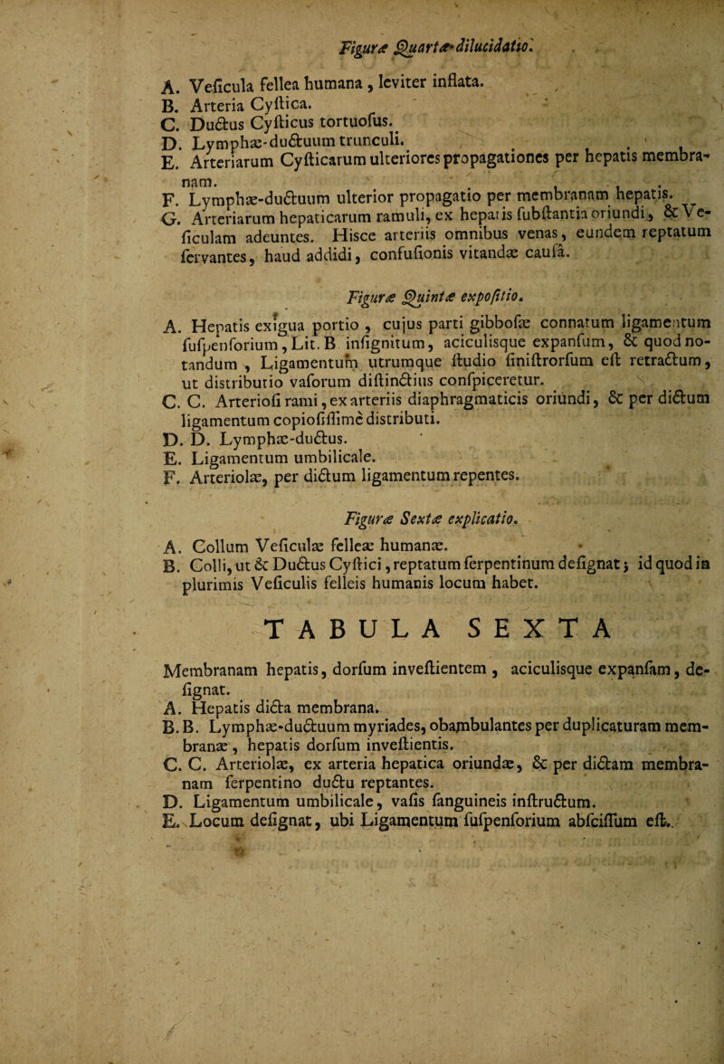 Figura Quarta»dilucidaUol A. Veficula fellea humana, leviter inflata. B. Arteria Cyflica. - C. Duftus Cyfticus tortuofus.. D. Lymphse-du&uum trunculi. 7 - . E. Arteriarum Cyfticarum ulteriores propagationes per hepatis membra nam. Imlif • t ' 1 * F. Lymphae-du&uum ulterior propagatio per membranam hepatis. G. Arteriarum hepaticarum ramuli, ex hepaiis fubftantia oriundi, &Ve- ficulam adeuntes. Hisce arteriis omnibus venas, eundem reptatum fervantes, haud addidi, confufionis vitandx caufa. Figura Quinta expofitio. A. Hepatis exigua portio , cujus parti gibbofae connatum ligamentum fufpenforium, LitB infignitum, aciculisque expanfum, &quodno- tandum , Ligamentum utrumque iludio finiftrorfum eft retra&um, ut distributio vaforum diftin&ius confpiceretur. ^ 7i h C. C. Arteriofi rami, ex arteriis diaphragmaticis oriundi, 6c per di&um ligamentum copiofiffime distributi. D. D. Lymphae-du£his. E. Ligamentum umbilicale. F. Arteriolas, per di&um ligamentum repentes. Figura Sexta explicatio. A. Collum Veficulse fellea: humana. B. Colli, ut Du6tus Cyft ici, reptatum ferpentinum defignat > id quod in plurimis Veficulis felleis humanis locum habet. TABULA SEXTA Membranam hepatis, dorfum inveftientem , aciculisque expanfam, de¬ fignat. A. Hepatis di£ta membrana.: B. B. Lymphae*du£fcuurci myriades, obajnbulantes per duplicaturam mem¬ brana: , hepatis dorfum inveftientis. C. C. Arteriolae, ex arteria hepatica oriundae, & per di£tam membra¬ nam ferpentino du&u reptantes. D. Ligamentum umbilicale, vafis fanguineis inflru&um. E. Locum defignat, ubi Ligamentum fufpenforium abfciflum efL;