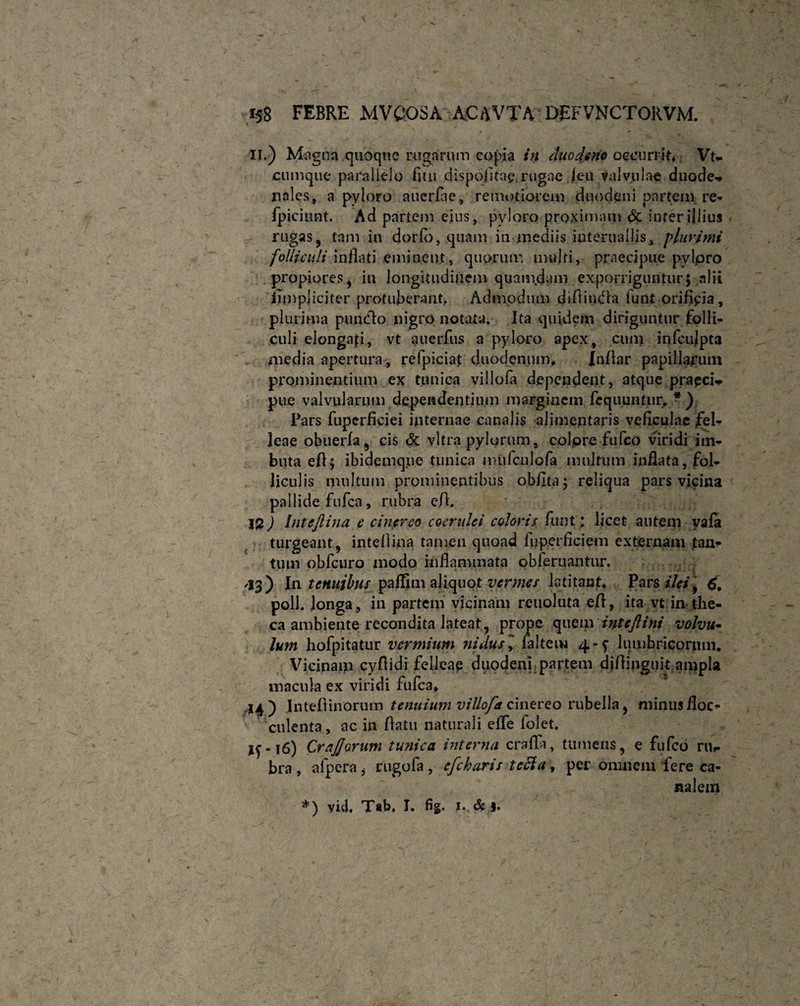 ' / t -*• II.) Magna quoque rugarum copia in duodeno occurrit* Vt- cumque parallelo fitn dispofltae, rugae icu valvulae duode-» rtnles, a pyloro auerfae, remotiorem duodeni partem re- fpiciunt. Ad partem eius, pyloro proximam & inter illius rugas, tam in dorfo, quam in mediis interuallis, plurimi folliculi inflati eminent, quorum multi, praecipue pylpro propiores, in longitudinem quamdam exporriguntur; alii iimpliciter protuberant, Admodum diflindh funt orificia, plurima pundlo nigro notata. Ita quidem diriguntur folli¬ culi elongafl, vt auerfus a pyloro apex, cum infcujpta media apertura , refpiciat duodenum* InAar papillarum prominentium ex tunica villofa dependent, atque prapei* pue valvularum dependentium margiuem fequuntur. *) Pars fuperfleiei internae canalis alimentaris veficulae jfeU leae obuerfa, cis & vitra pylorum, colpre fufeo viridi im* buta efl; ibidemqne tunica mufcnlofa multum inflata, fol¬ liculis multum prominentibus obflta; reliqua pars vicina pallide fufea, rubra c,A. 12) Intcftina e cinpreo coerulei coloris funt; licet autem yafa turgeant, intellina tamen quoad fuperficiem externam tan- tum obfcuro modo inflammata obferuantur. <13) In tenuibus paflim aliquot vermes latitant* Pars ilei, 6, poli. Jonga, in partem vicinam reuoluta efl, ita vt in the¬ ca ambiente recondita lateat, prope quvolvu- lum hofpitatur vermium nidus\ faltem 4-f lumbricorum. Vicinam cyfiidi felleae duodeni partem di/linguit ampla macula ex viridi fufea* Inteftinorum tenuium villofa cinereo rubella, minus Hoc» culenta, ac in flatu naturali elfe folet. Cr a forum tunica interna crafla, tumens, e fufeo riif bra , alpera * rugofa , efcharis tecla, per omnem fere ca¬ nalem