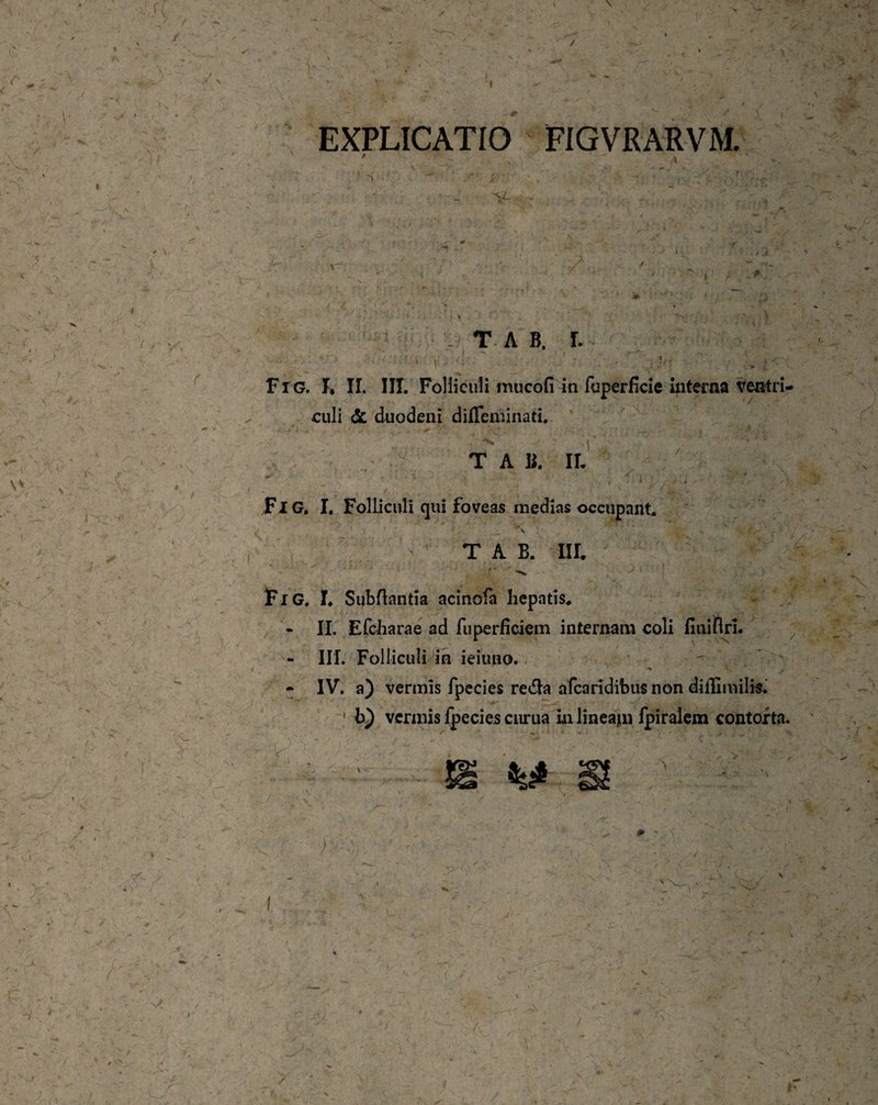 EXPLICATIO FIGVRARVM. . T A B. r. Fig. I* II. III. Folliculi imicofi in fuperficie interna ventri culi & duodeni difleminati. T A B. II. Fig. I. Folliculi qui foveas medias occupant. ■ v 1 ' 1 . \ T A B. III. FlG. I. Subflantia acinofa hepatis. II. Efcharae ad fuperficiem internam coli fitiiflri. - III. Folliculi ih ieiuno. - IV. a) vermis fpecies reda afcaridibus non diiUmilis. b) vermis fpecies curua in lineam lpiralem contorta